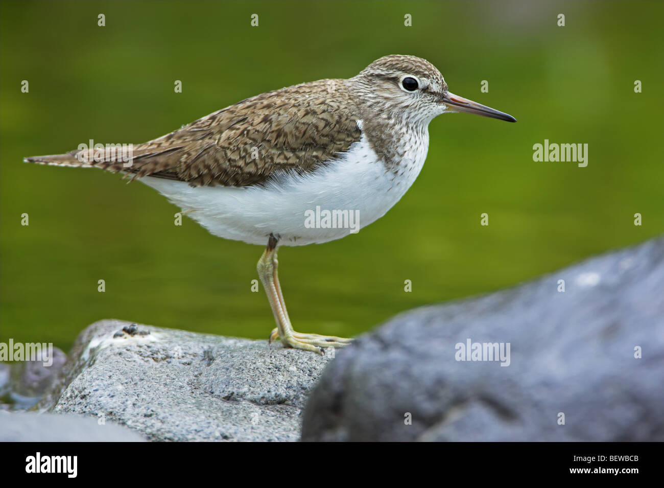 Flussuferläufer (Actitis Hypoleucos) stehend auf Stein an der Waterfront, Seitenansicht Stockfoto