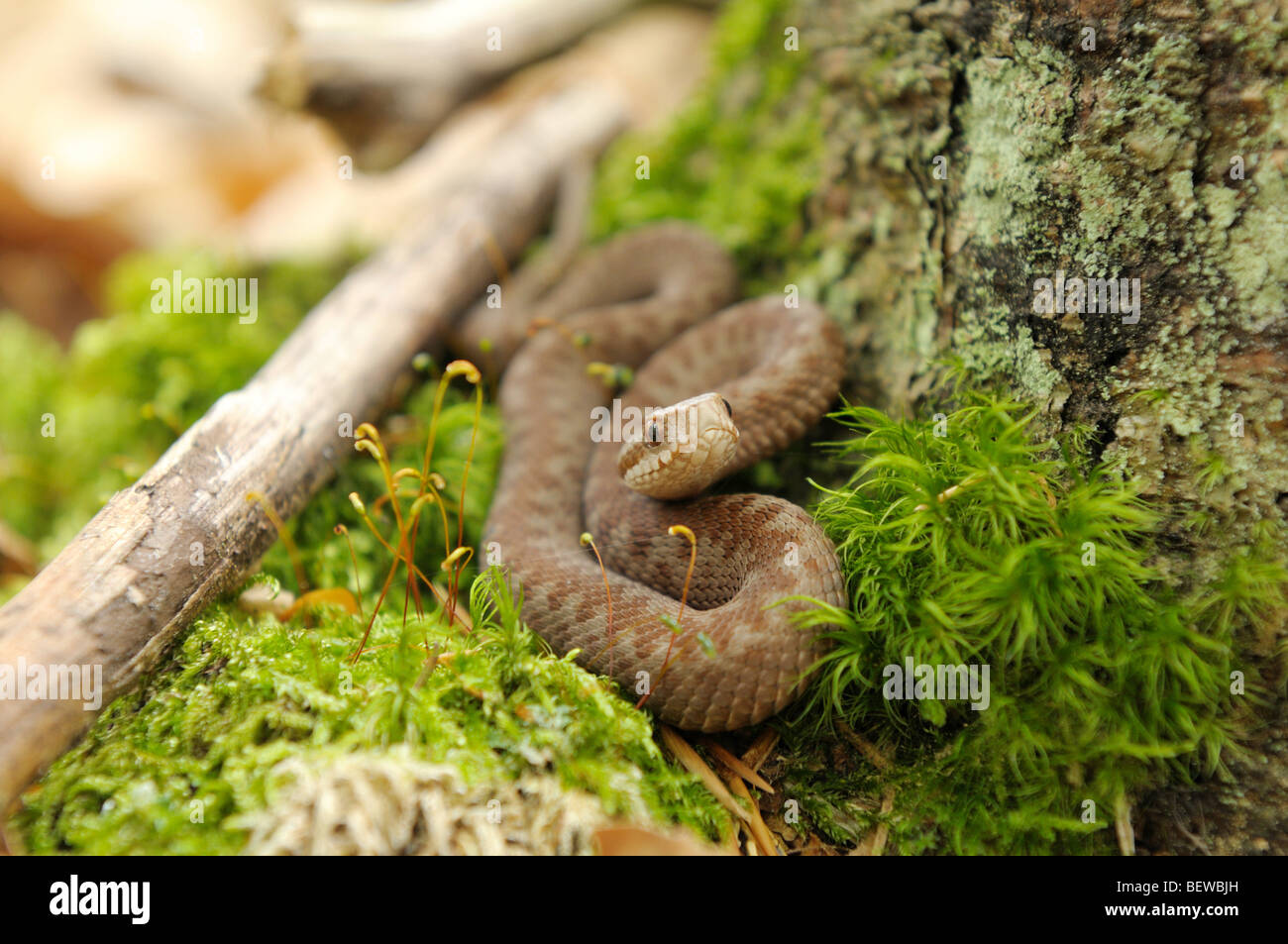 junge Sand Viper gewellt auf Moos, Deutschland Stockfoto