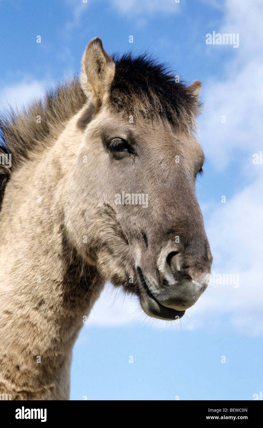 Leiter des Konik Pony, Flensburg, Deutschland, niedrigen Winkel Nahaufnahme Stockfoto