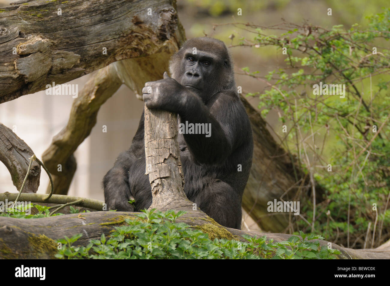 Westlicher Flachlandgorilla (Gorilla Gorilla Gorilla), volle erschossen Stockfoto