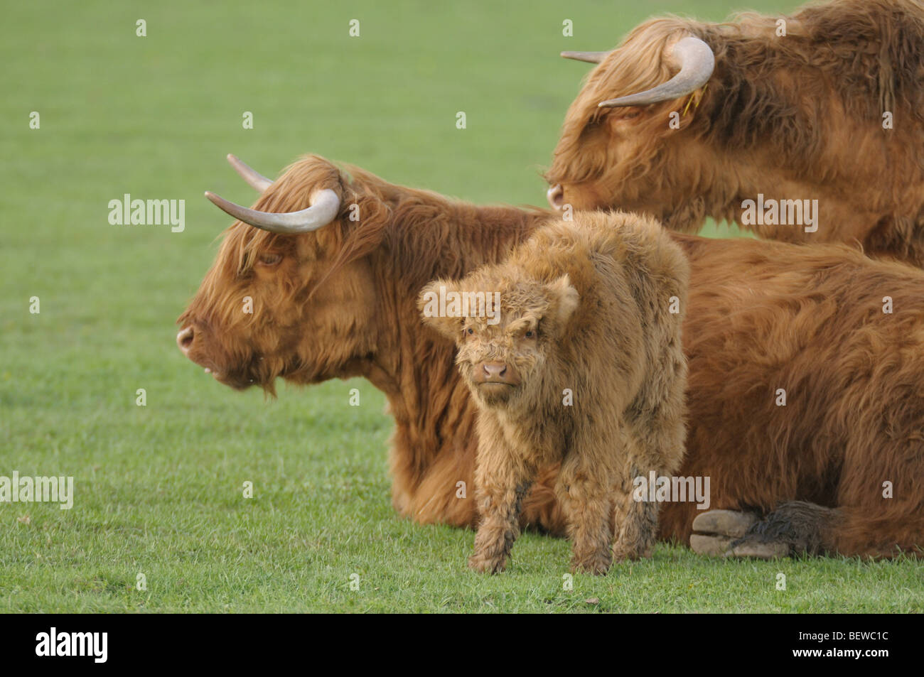 Drei Montafon braune Rinder (Bos Primigenius F. Taurus) auf einer Wiese, Seitenansicht Stockfoto