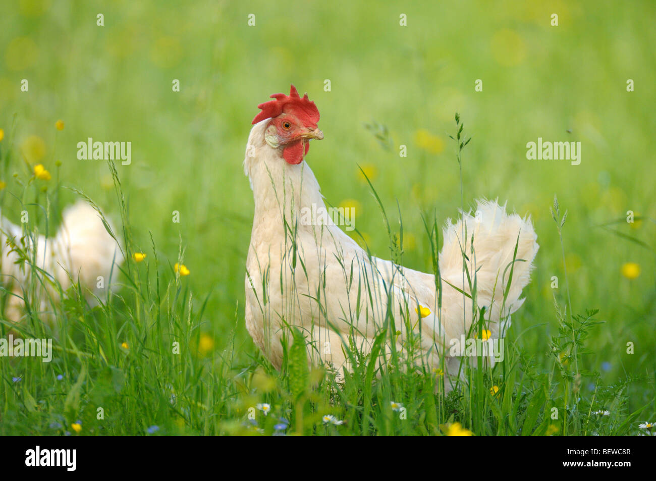 Hühner auf einer Wiese Stockfoto