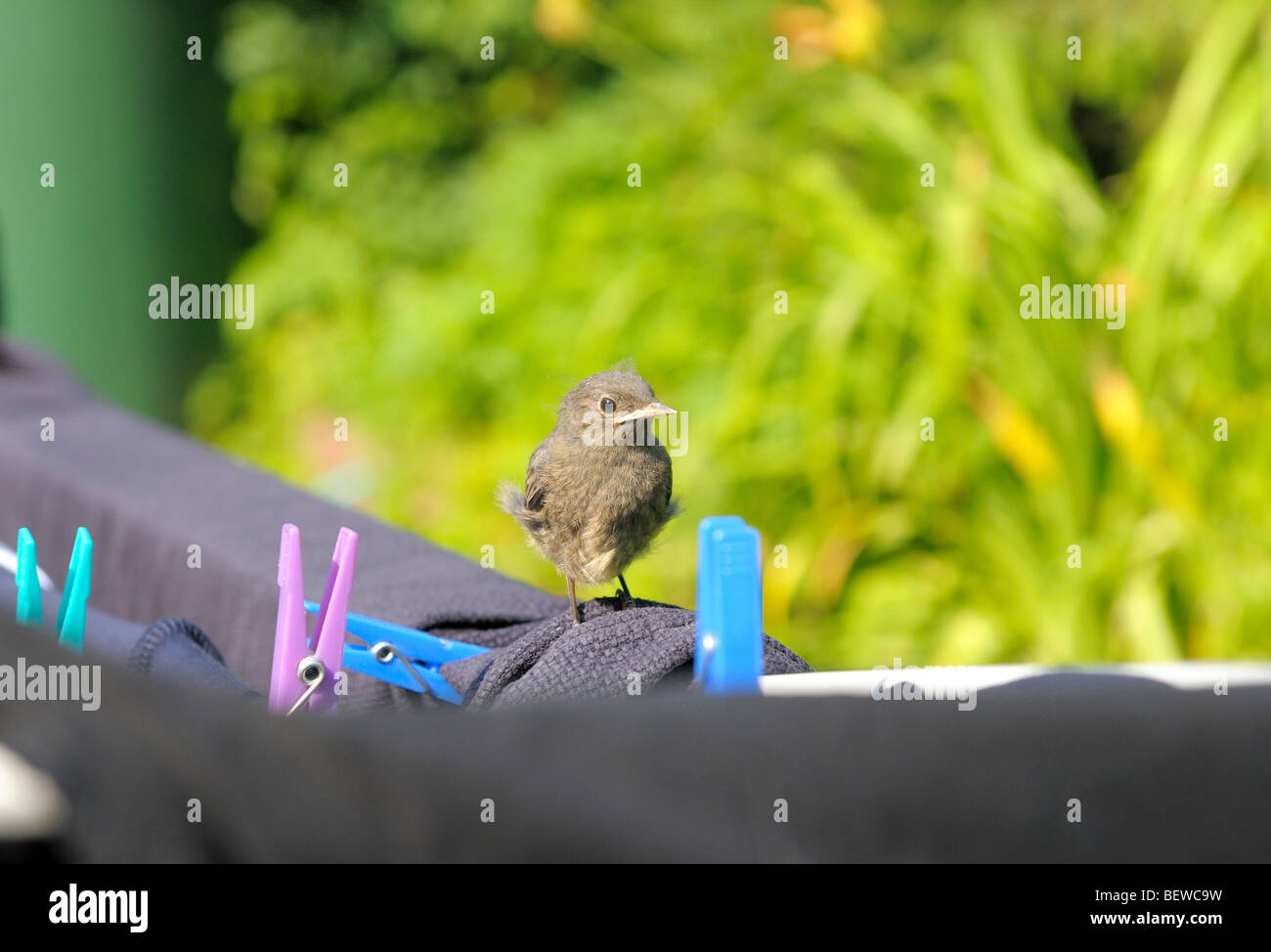 Hausrotschwanz (Phoenicurus Ochruros) sitzt auf einer Wäscheleine, Nahaufnahme Stockfoto