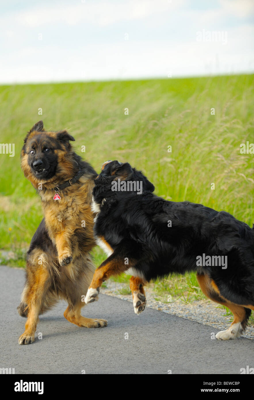 Zwei Hunde kämpfen auf einer Landstraße Stockfoto