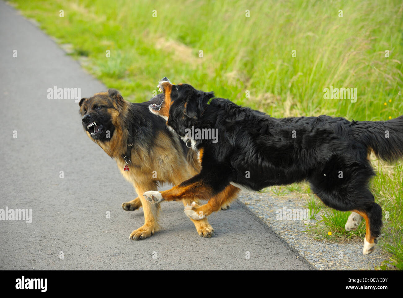 Zwei Hunde kämpfen auf einer Landstraße Stockfoto