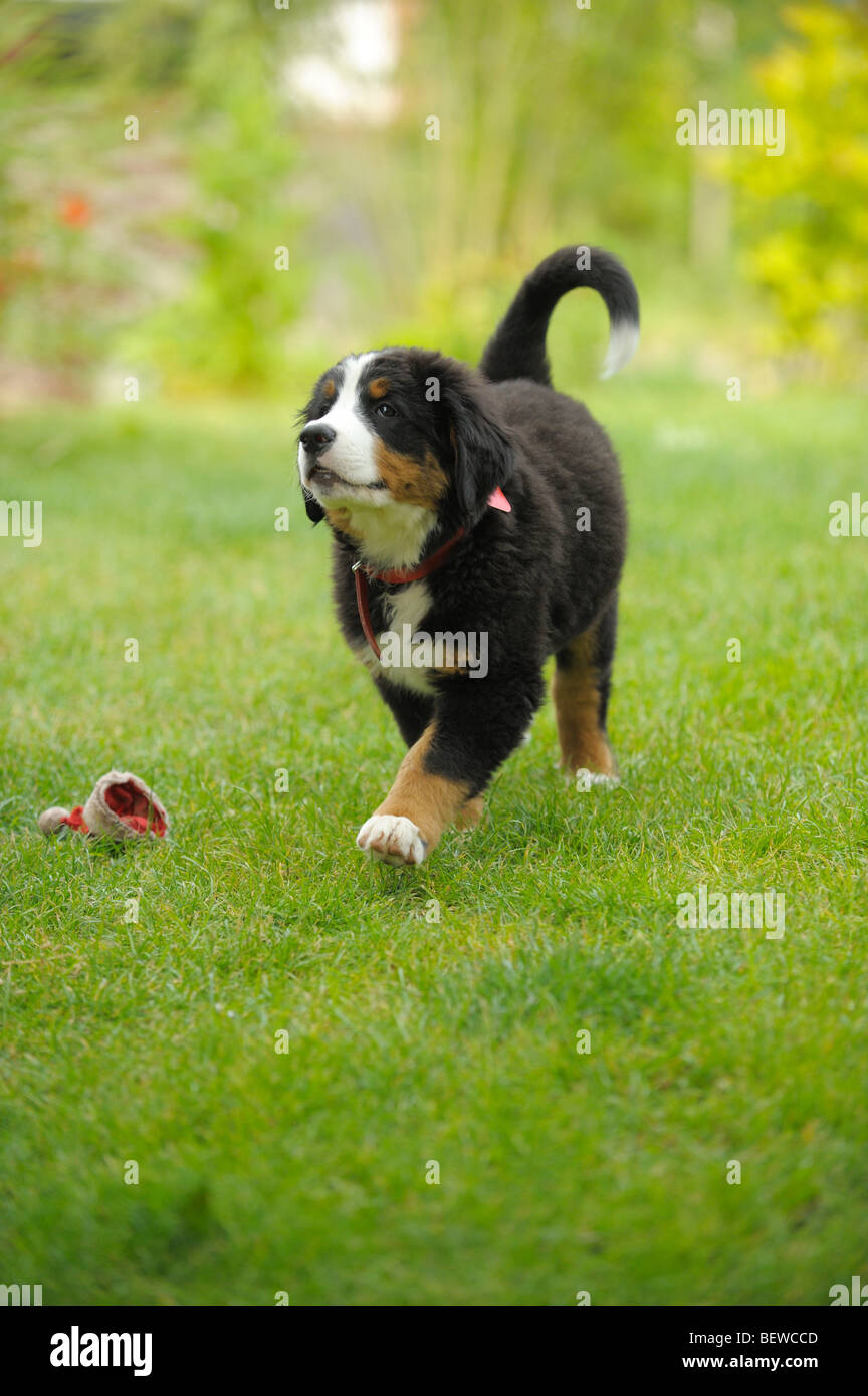 Berner Sennenhund Welpen auf einer Wiese Stockfoto