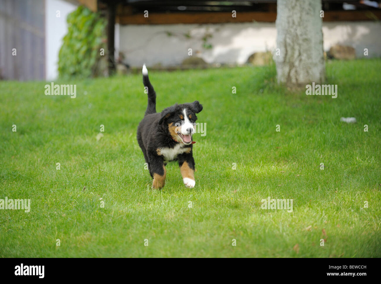 Berner Sennenhund Welpen, die auf einer Wiese Stockfoto