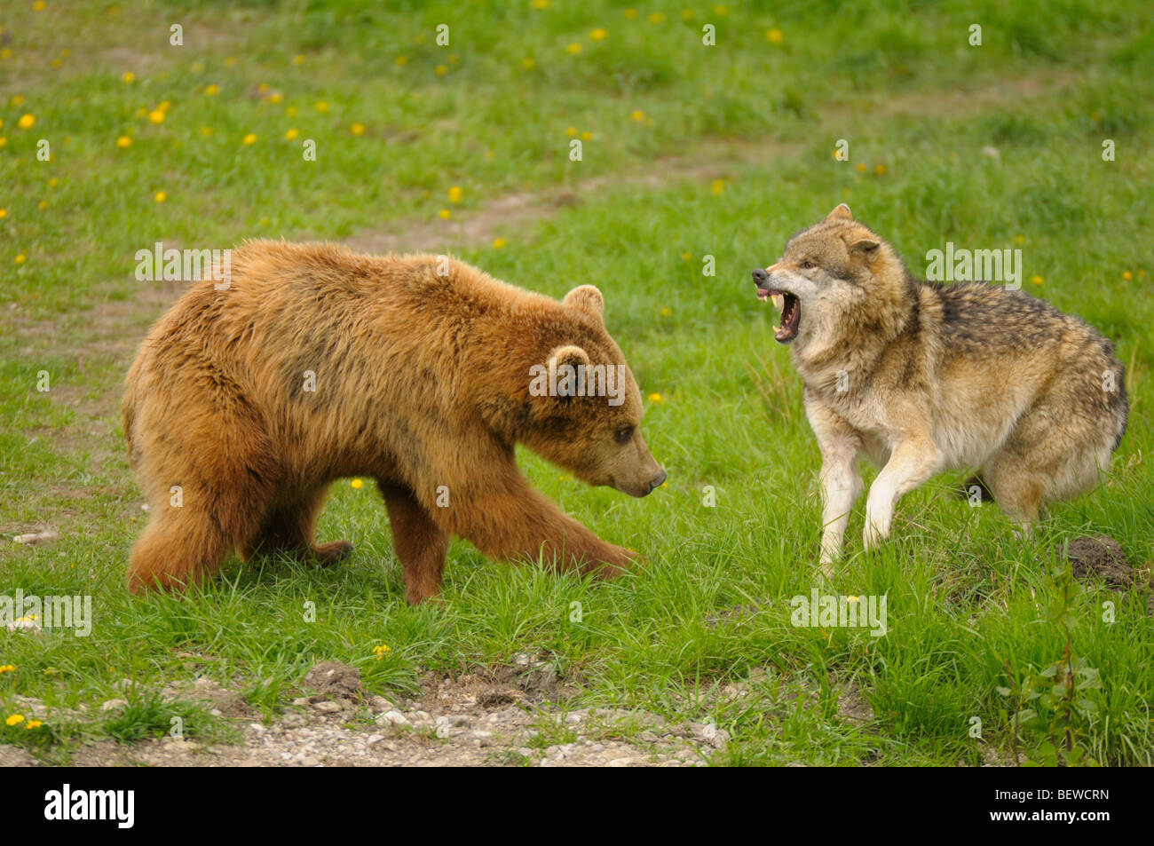 Braunbär (Ursus Arctos) und Wolf (Canis Lupus) Stockfoto