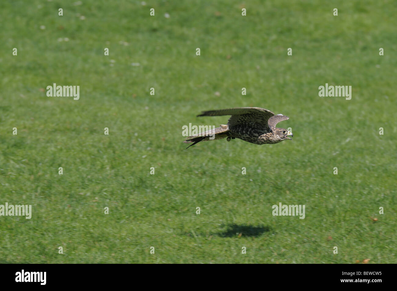 Sakerfalken (Falco Cherrug) im Flug Stockfoto