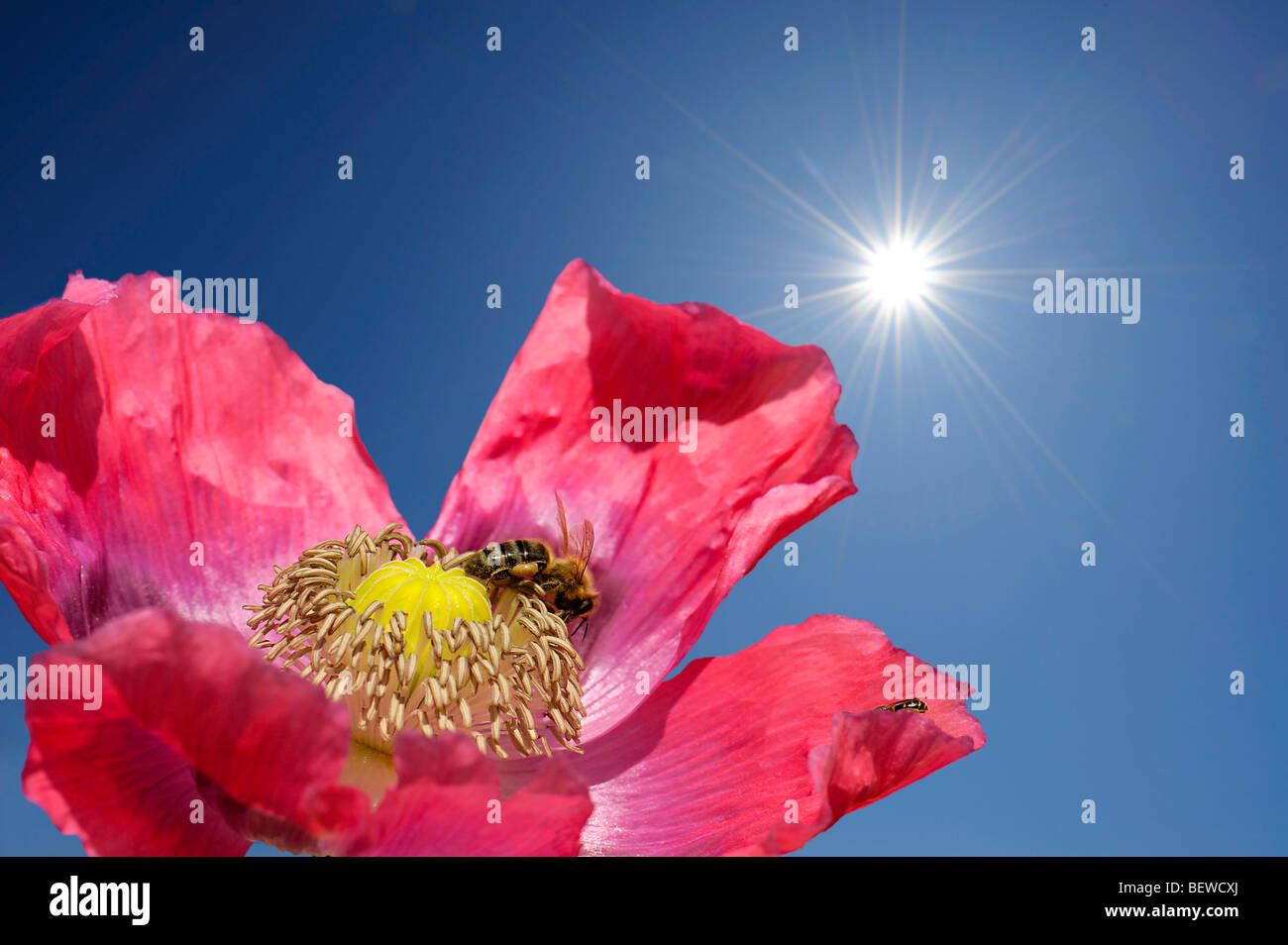 Schlafmohn (Papaver Somniferum) mit Honigbiene vor blauem Himmel mit Korona, Nahaufnahme Stockfoto