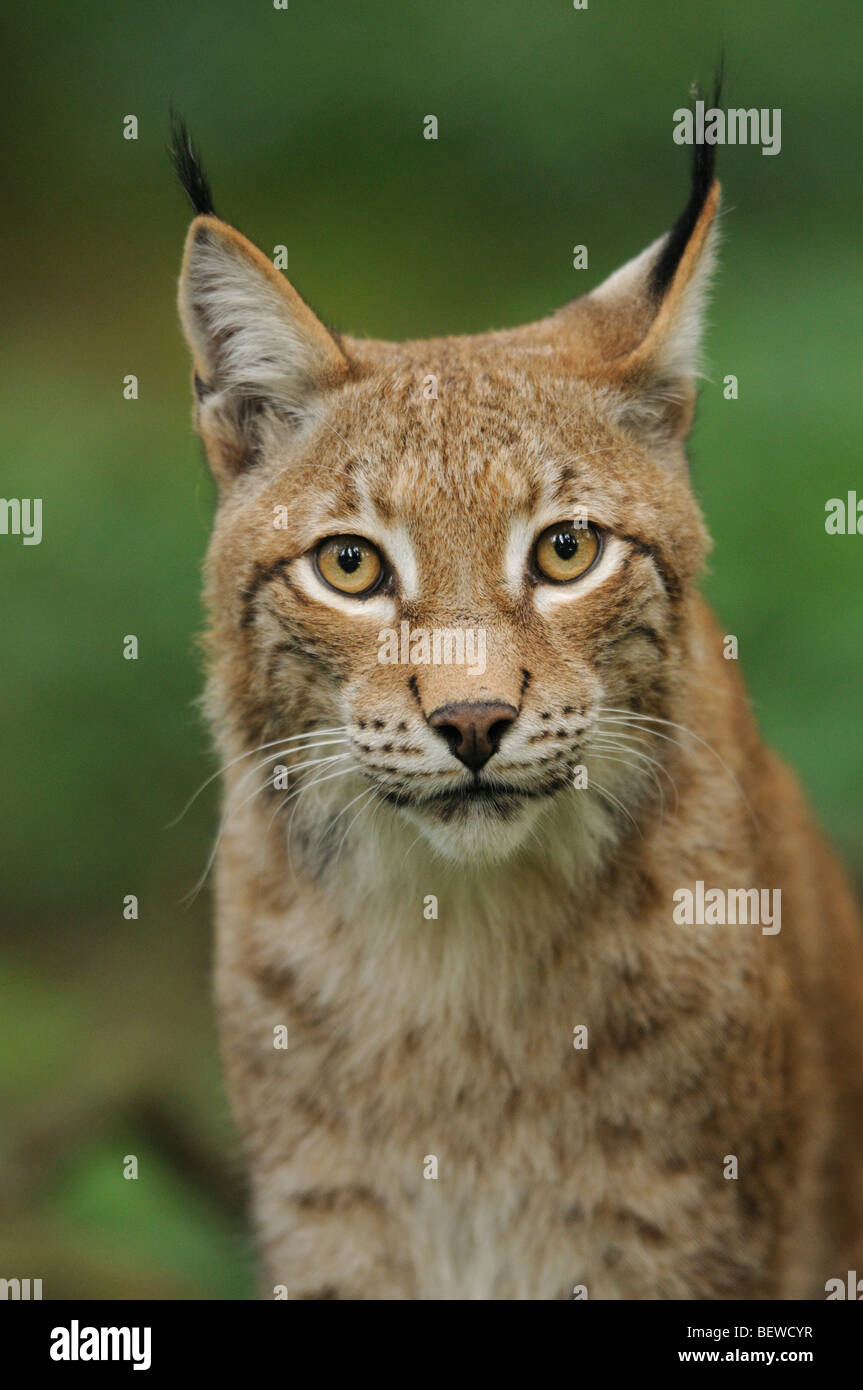 Eurasischer Luchs (Lynx Lynx), Bayerischer Wald, Deutschland, portrait Stockfoto