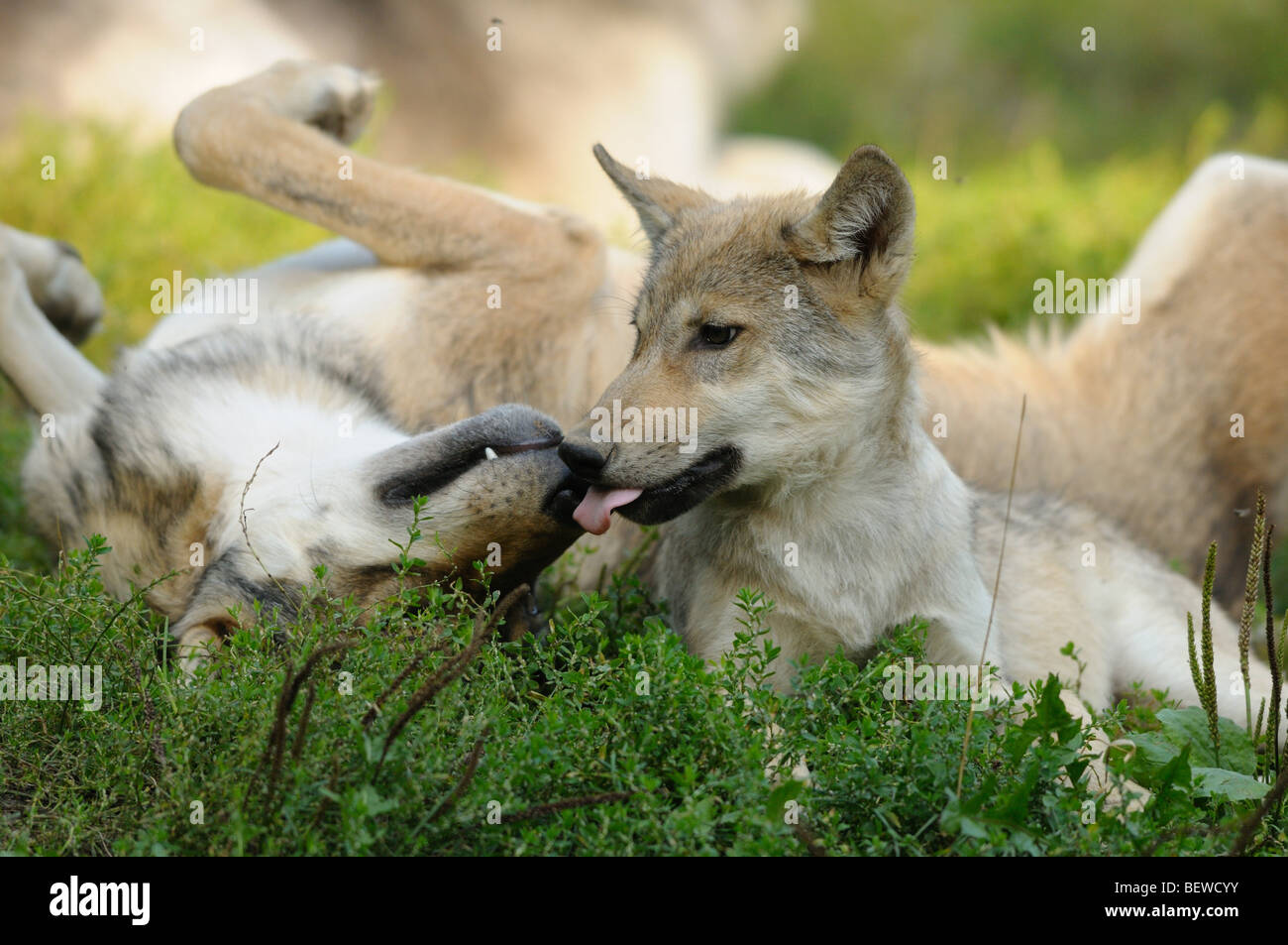 Zwei spielen Wolfjungen (Canis Lupus), Bayerischer Wald, Deutschland Stockfoto