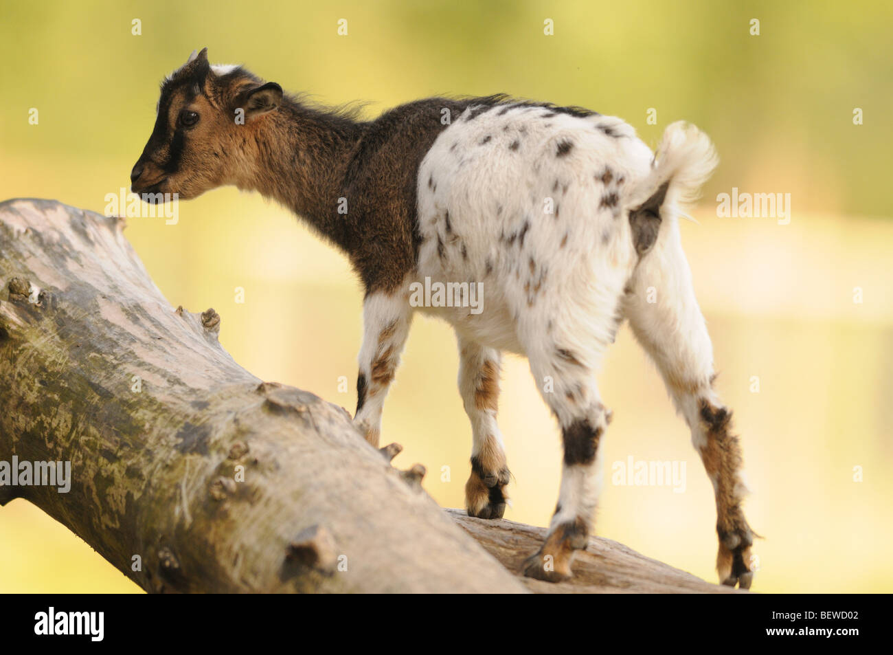 Junge Ziege (Capra Aegagrus Hircus) auf Baumstamm, Rückansicht Stockfoto