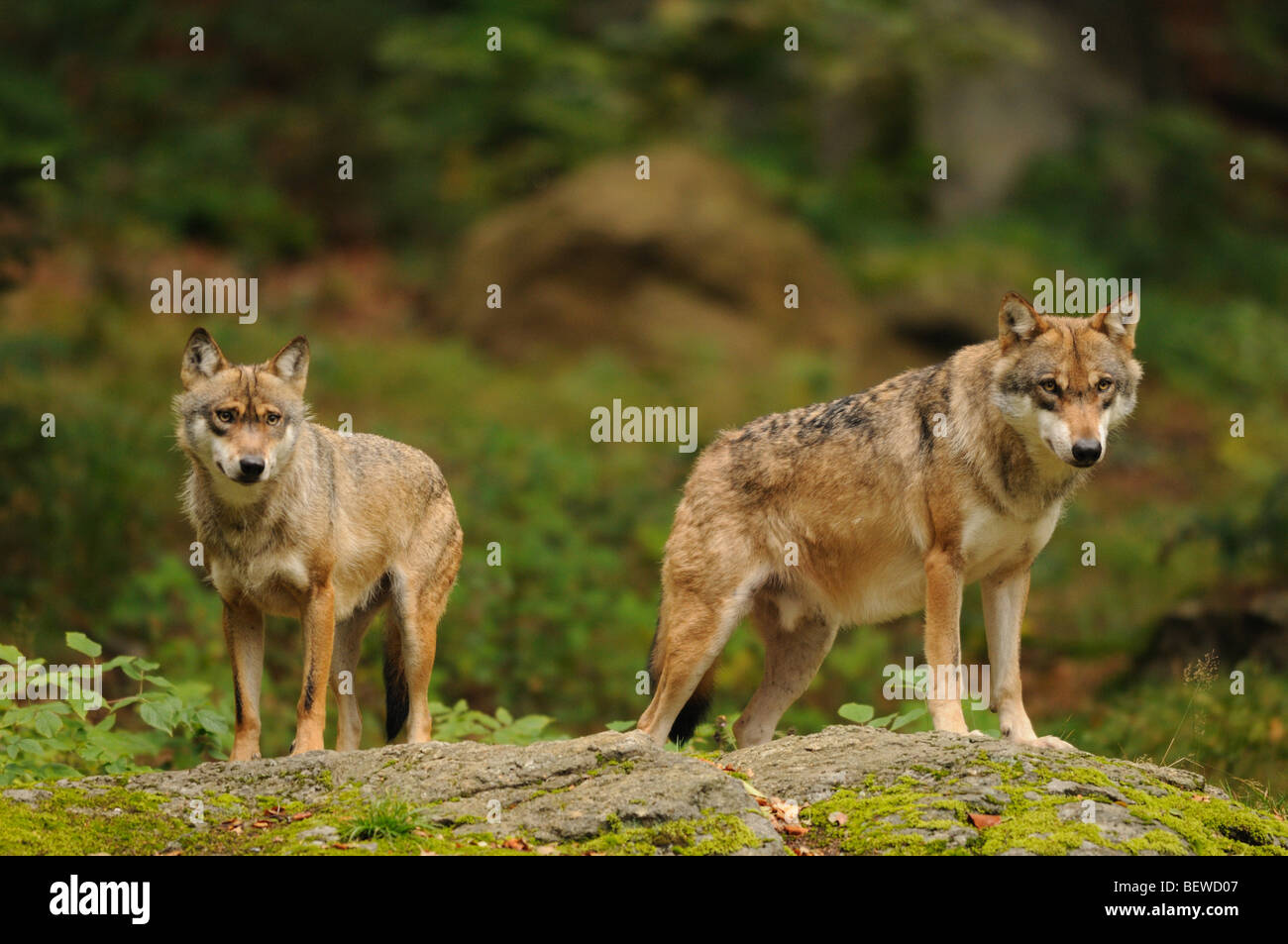 Zwei Wölfe (Canis Lupus), auf Felsen, Bayerischer Wald, Deutschland Stockfoto