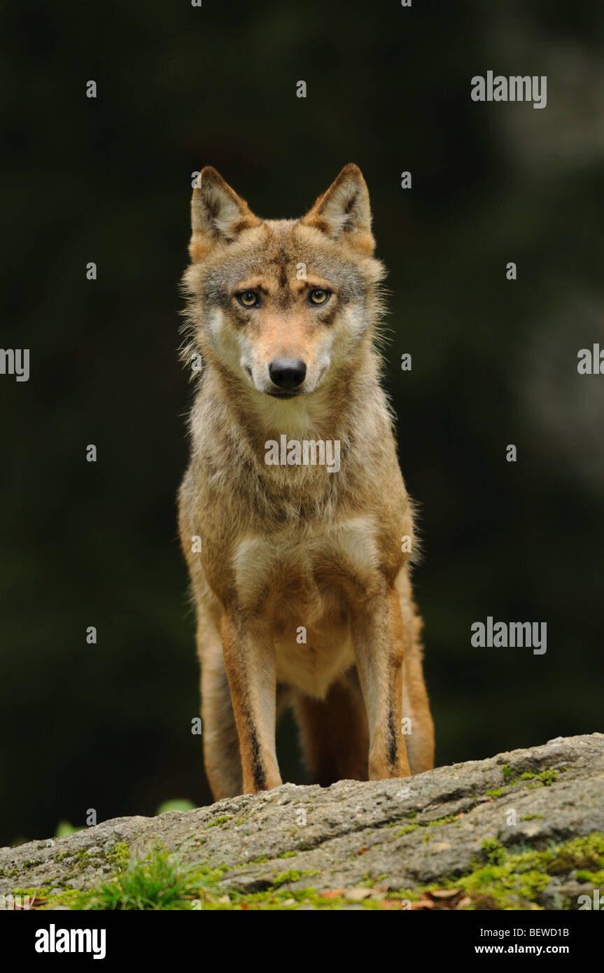 Wolf (Canis Lupus) stehen auf Felsen, Bayerischer Wald, Deutschland, Blickkontakt Stockfoto