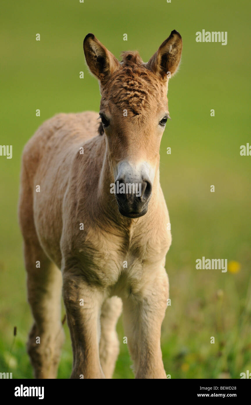 Przewalski-Pferd, Equus Ferus Przewalskii, portrait Stockfoto