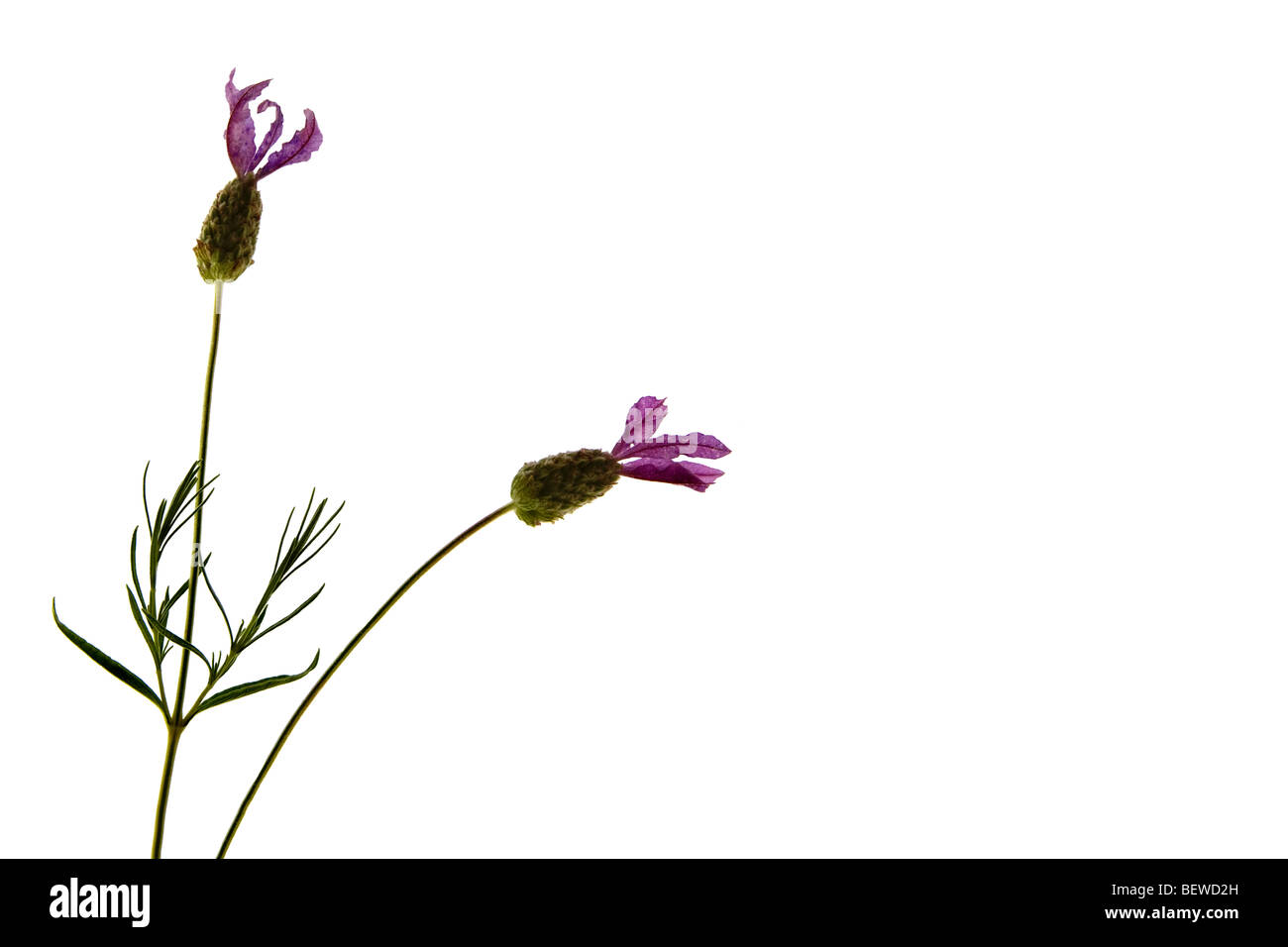 Lightbox Schuss von Lavendel Stockfoto