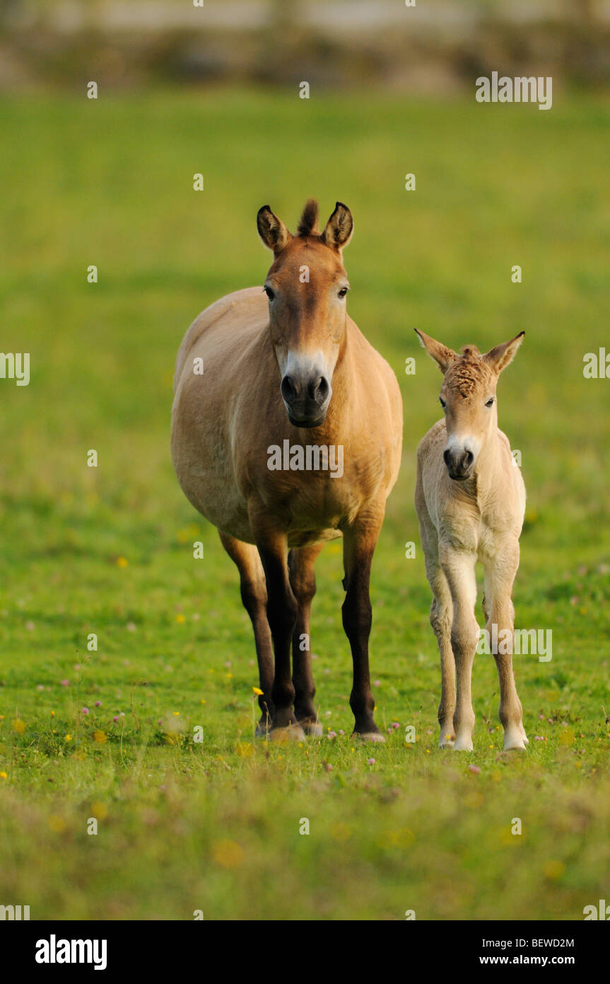 Przewalski-Pferd, Equus Ferus Przewalskii, portrait Stockfoto