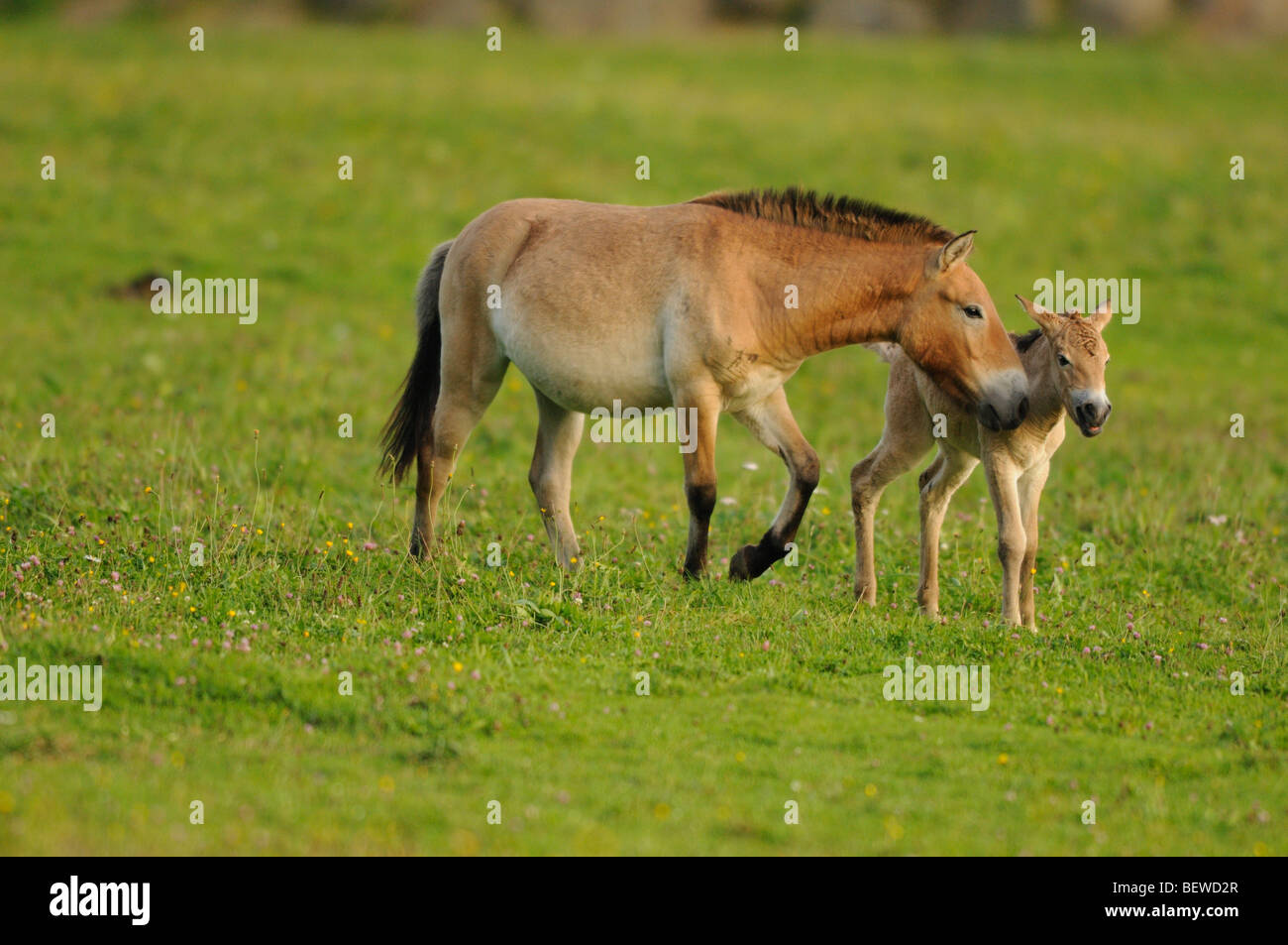 Przewalski-Pferd, Equus Ferus przewalskii Stockfoto