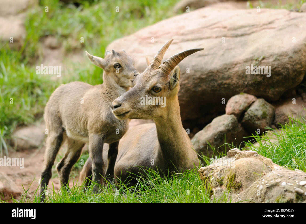 Junge Steinböcke (Capra Ibex) mit Mutter Tier Stockfoto
