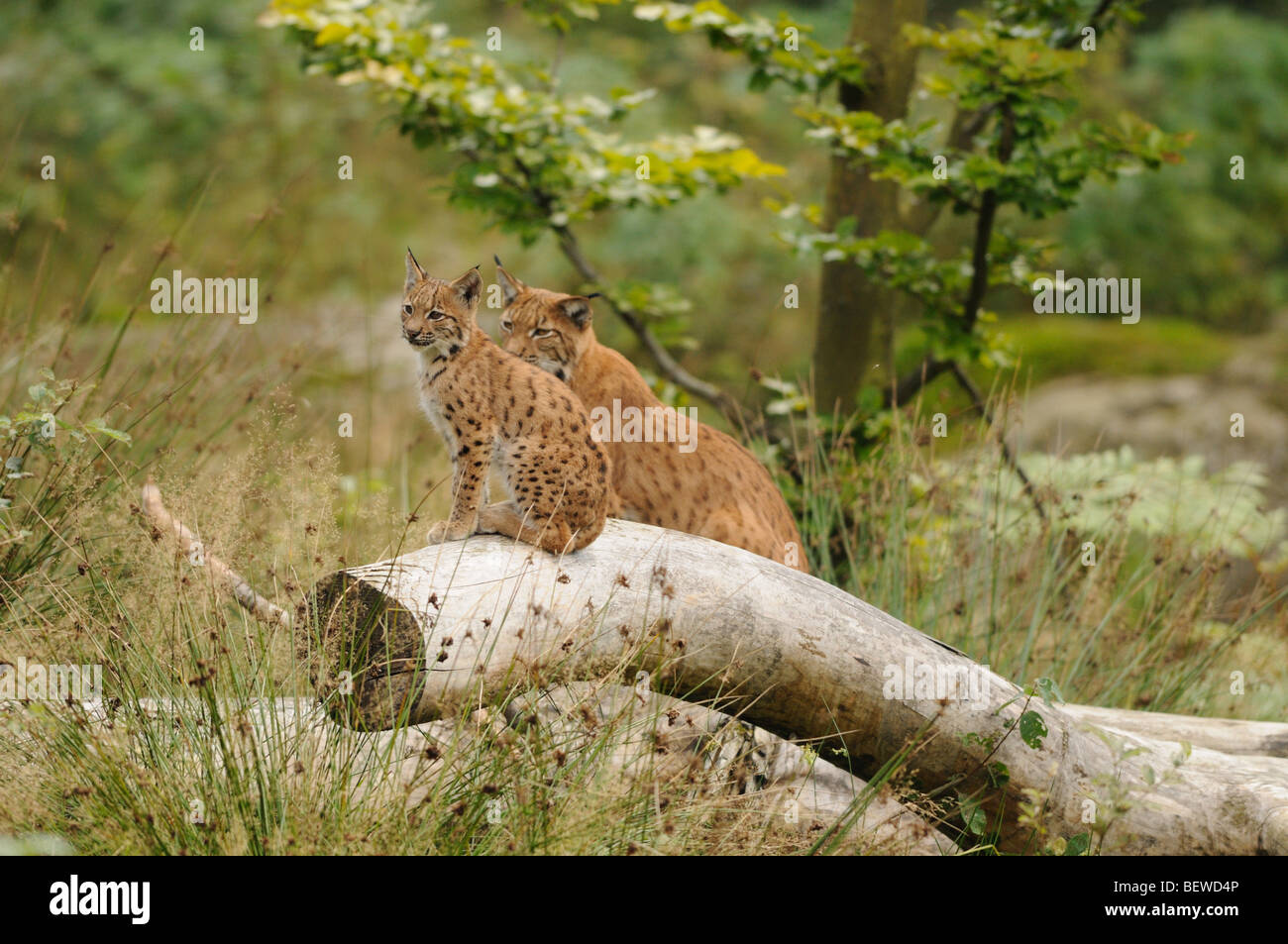 Young-Luchs (Lynx Lynx) und Mutter Tier sitzend auf Baumstamm, Bayerischer Wald, Deutschland Stockfoto