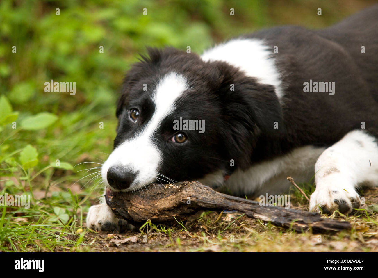 Border Collie beißt ein Stick, Oberfläche, Nahaufnahme Stockfoto