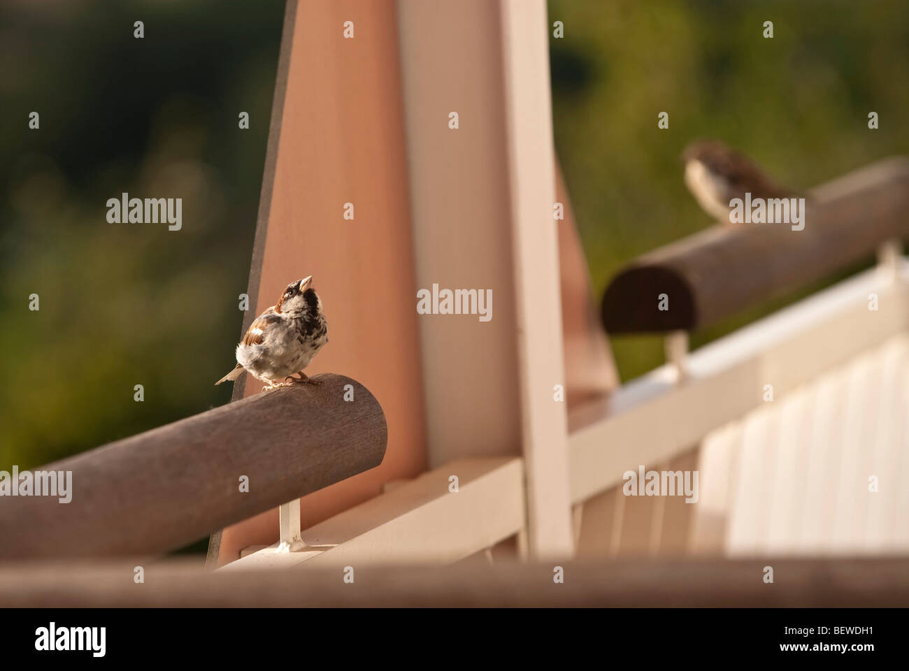 Spatz sitzt auf einem Geländer Stockfoto