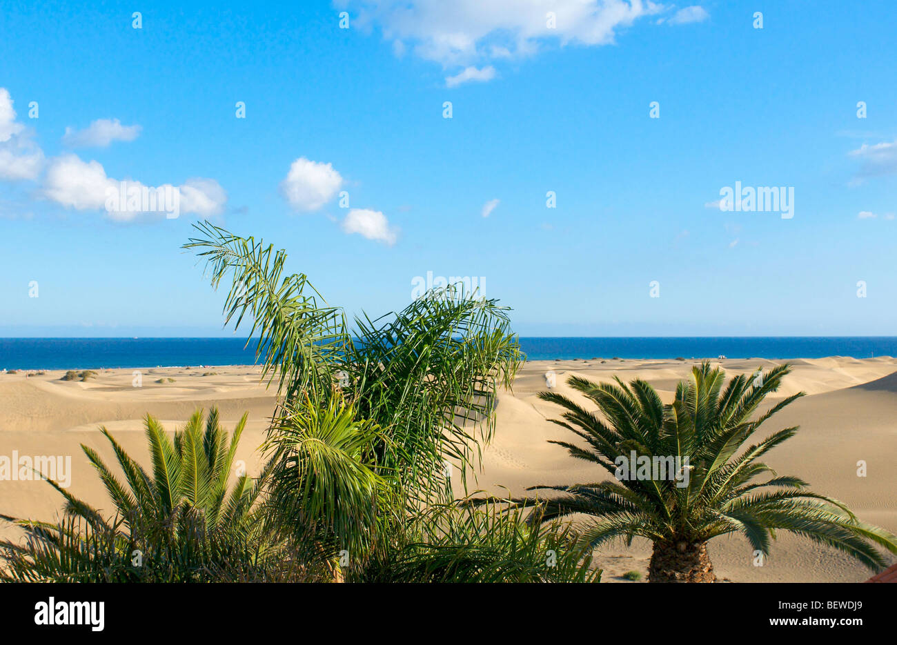 Dünen von Maspalomas mit Pflanzen im Vordergrund, Gran Canaria, Kanarische Inseln, Spanien Stockfoto