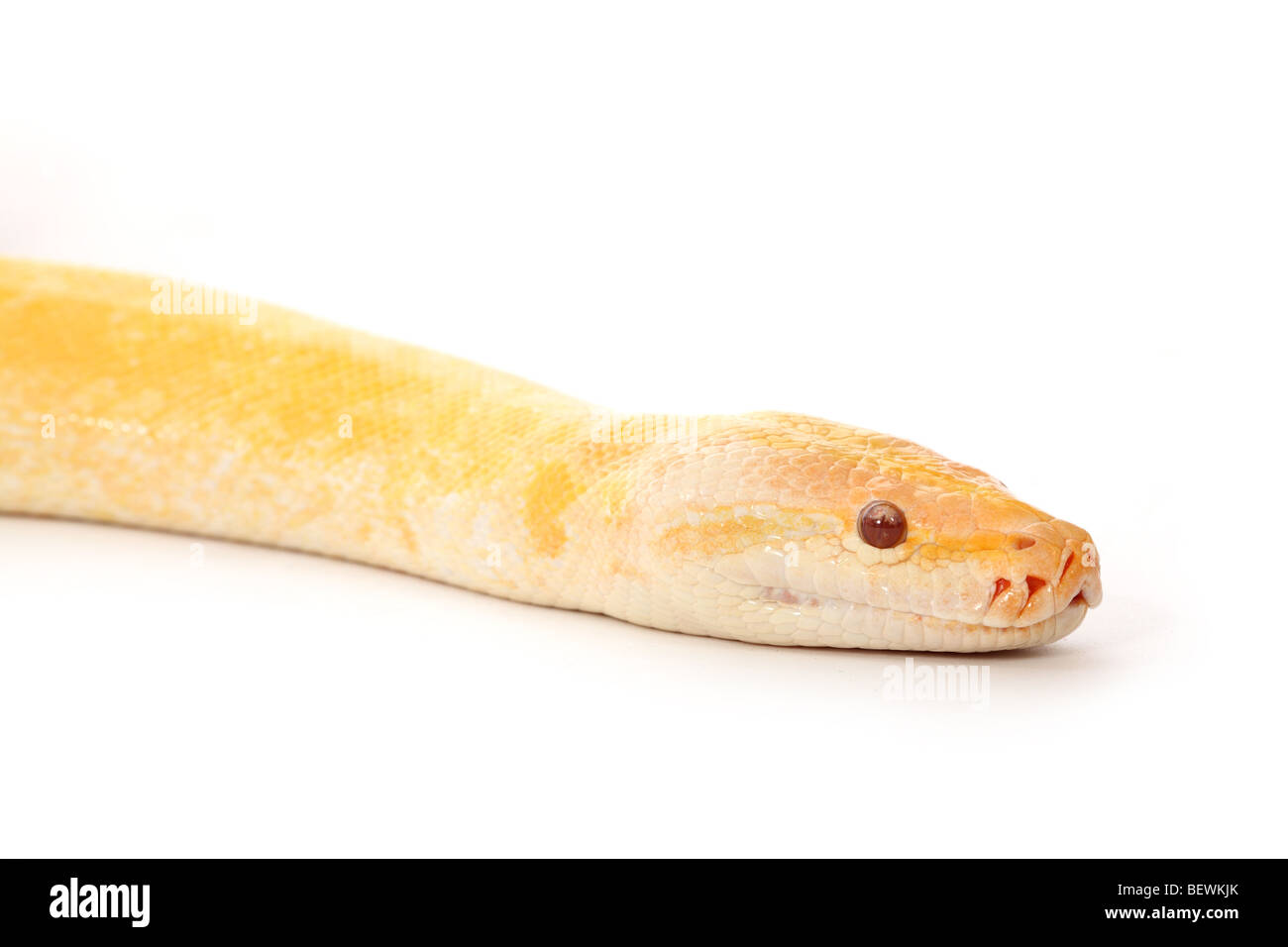 Studio Foto eines Albinos burmesischen Python Stockfoto
