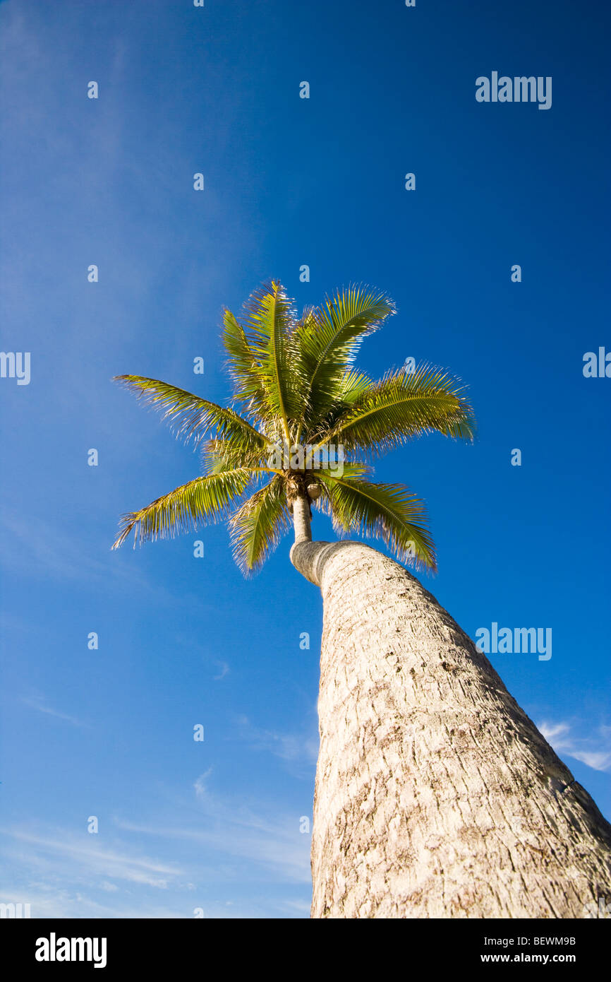 Niedrigen Winkel Blick auf eine Kokospalme Baum, Tahaa, Tahiti, Französisch-Polynesien Stockfoto