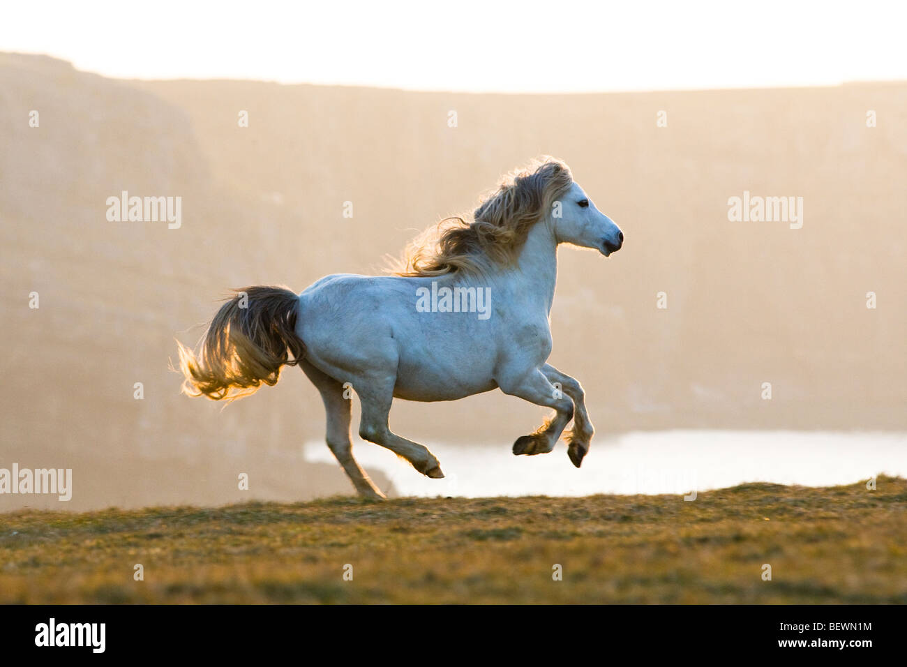 Welsh Mountain Pony - Pferd im Galopp entlang der Klippen Stockfoto