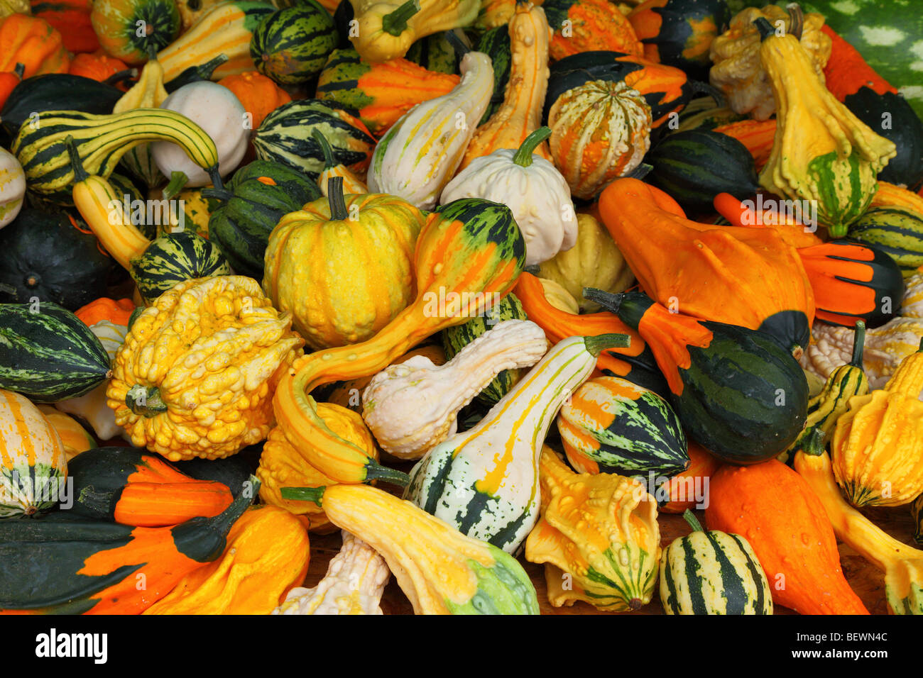 Grün gelb orange-weiße Kürbisse Stockfoto