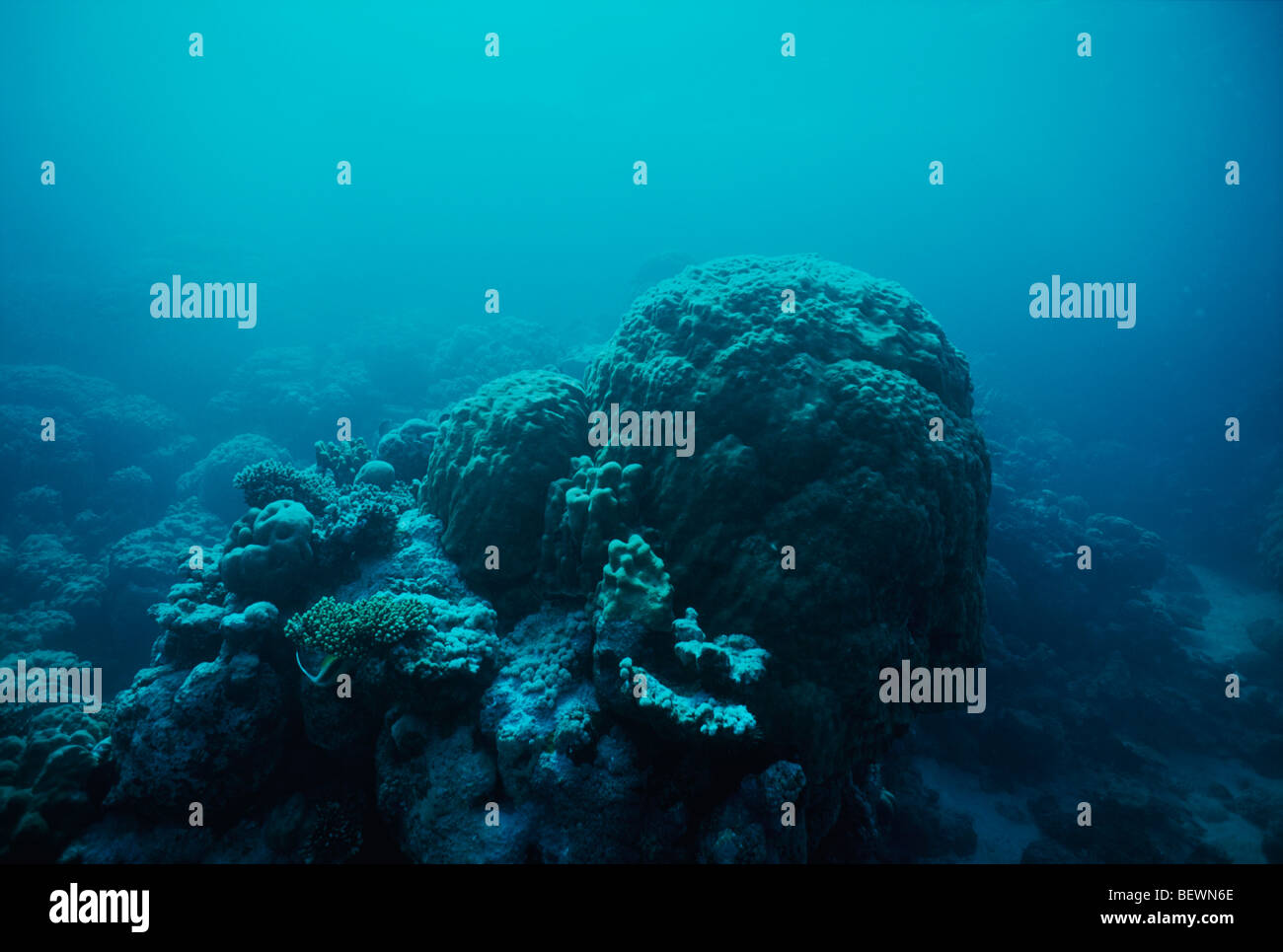 Korallenriff. Sinai, Ägypten - Rotes Meer Stockfoto