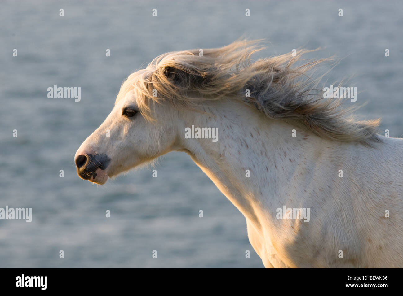 Welsh Mountain Pony - Schuss in den Kopf des Pferdes im Galopp Stockfoto