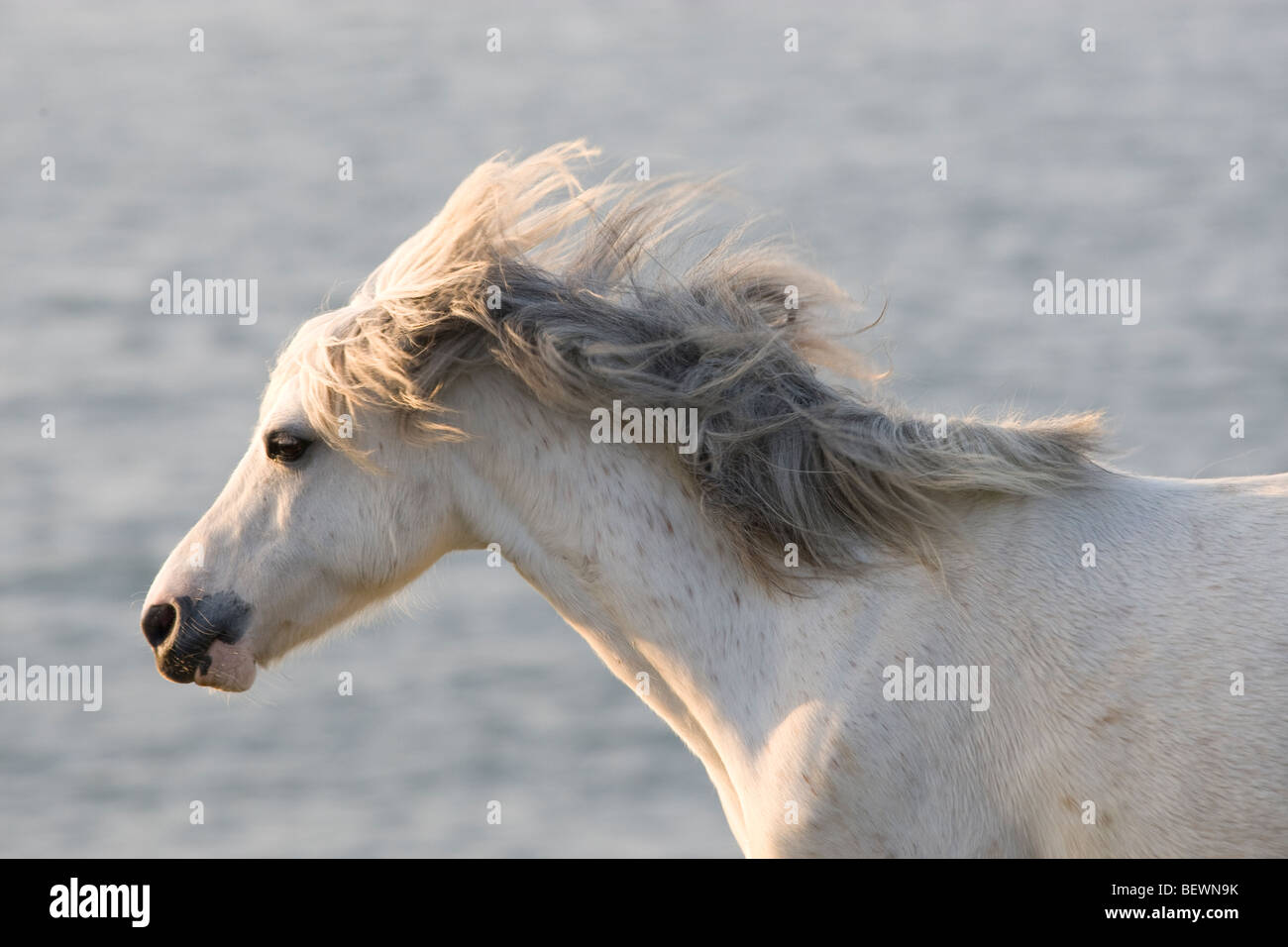 Welsh Mountain Pony - Schuss in den Kopf des Pferdes im Galopp Stockfoto