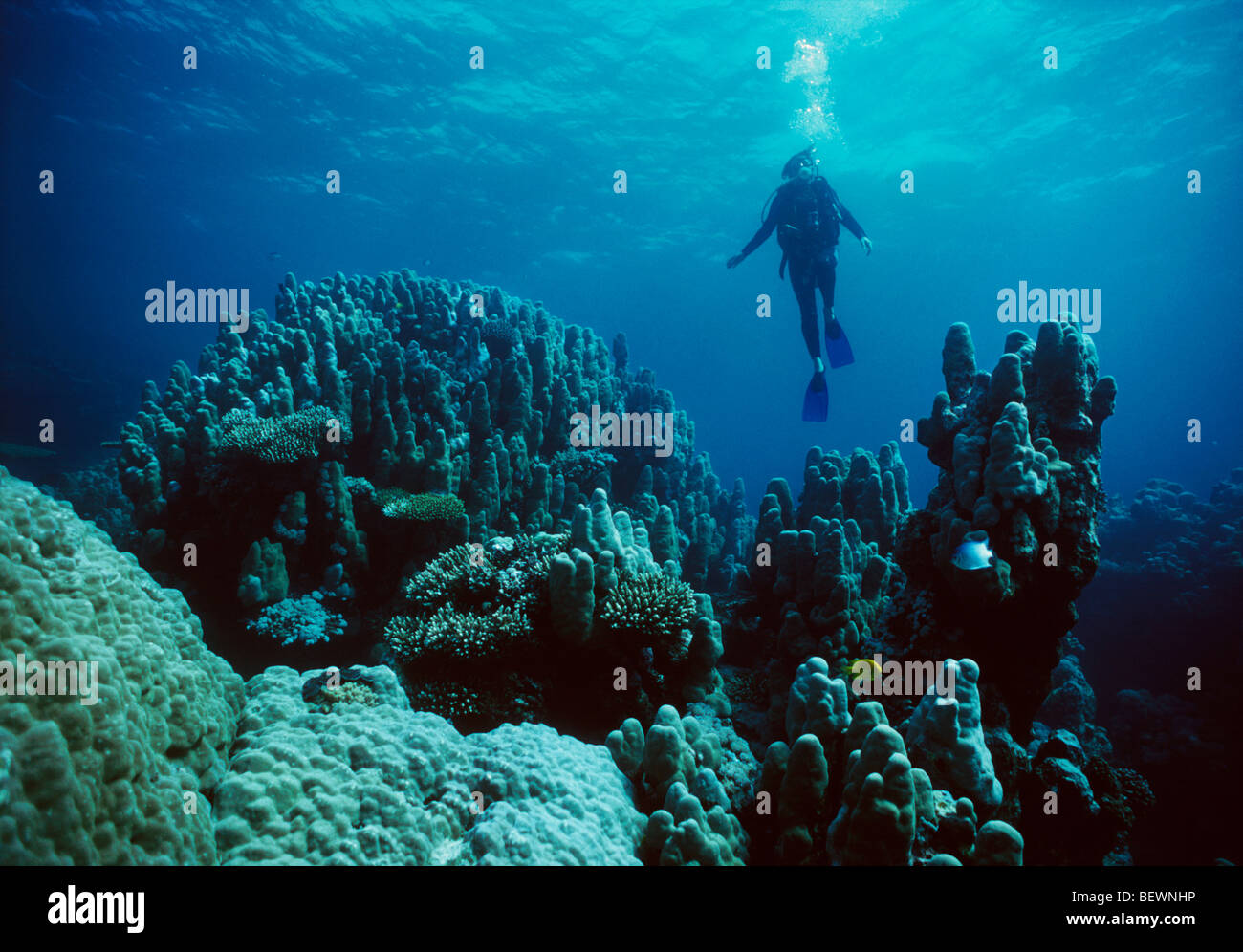 Scuba Diver erforscht Korallenriff. Sinai, Ägypten - Rotes Meer Stockfoto