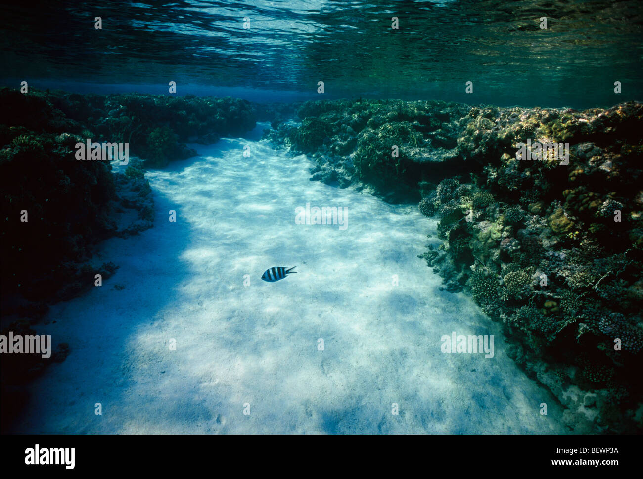 Teller-Korallen-Bildung. Sinai, Ägypten - Rotes Meer Stockfoto