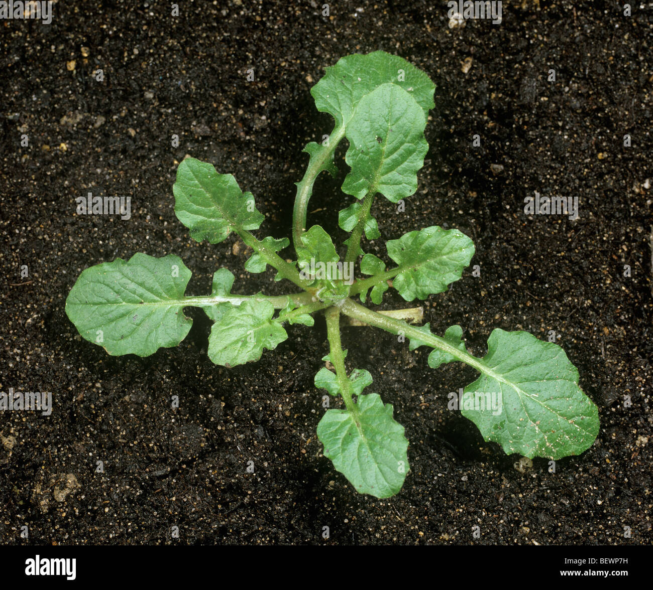 Nipplewort (Lapsana Communis) junge Pflanze Grundrosette Stockfoto