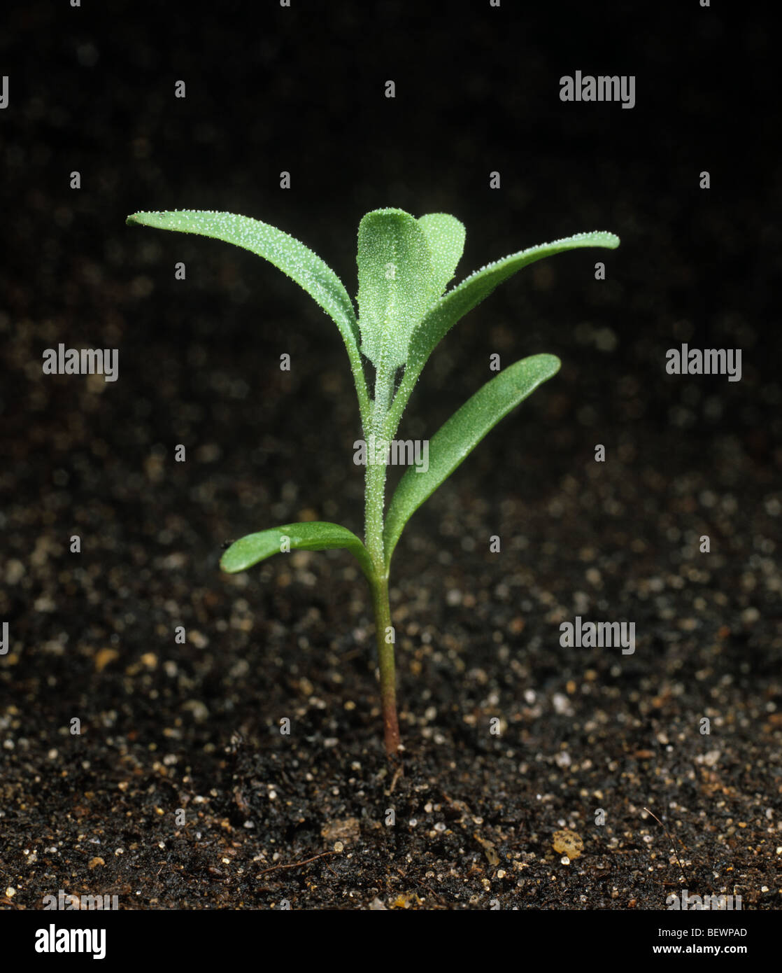 Gartenmelde (Atriplex Patula) Sämling Anlage mit vier Laubblätter Stockfoto