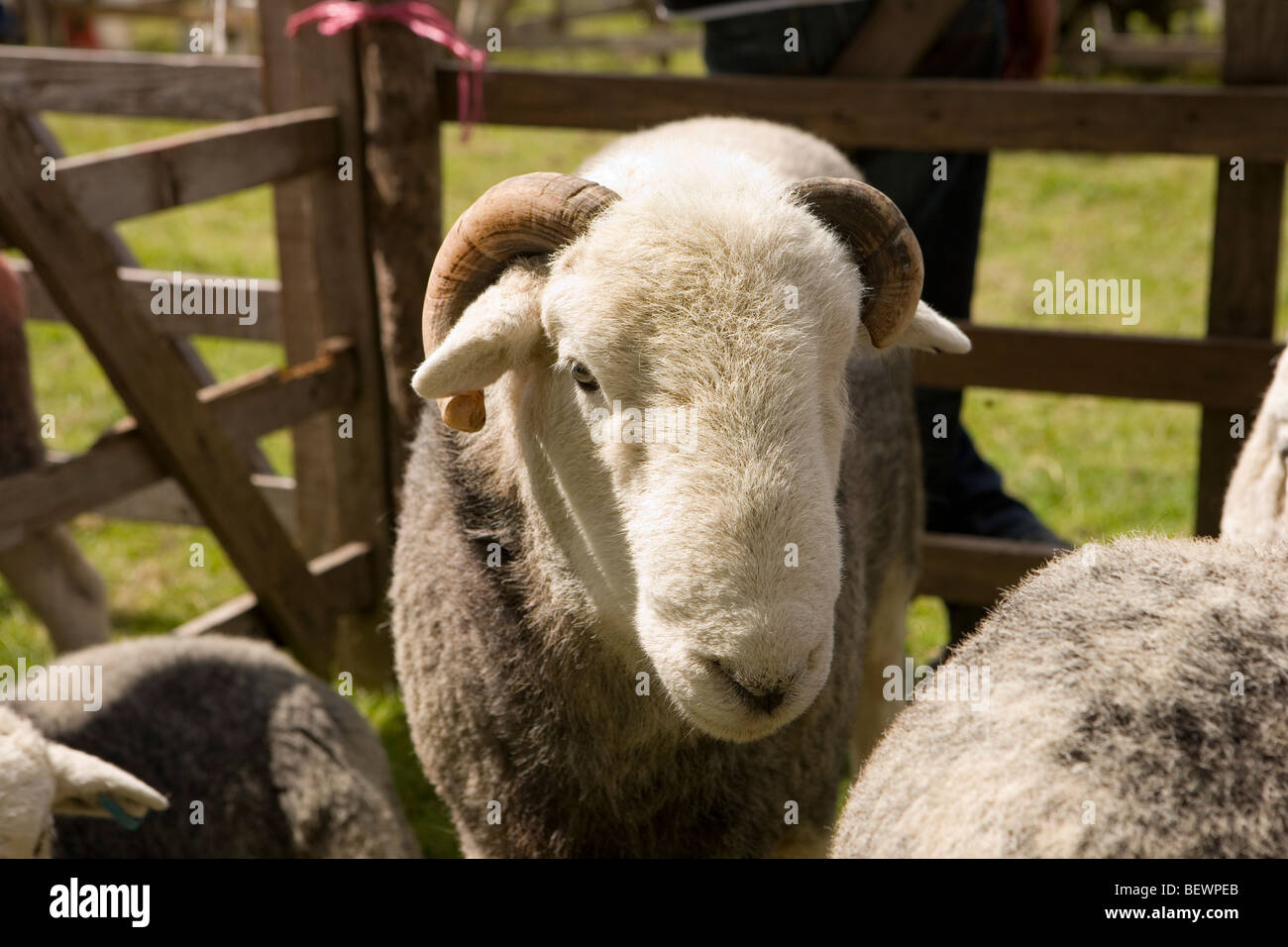 Herdwick Schafe auf Coniston Country Messe Stockfoto