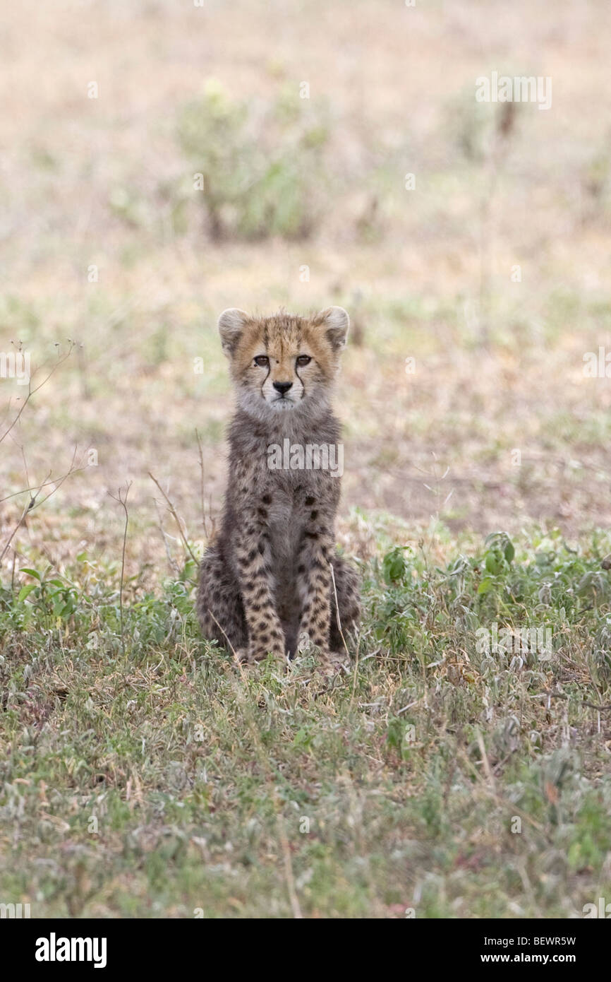 Gepard Cub Acinonyx Jubatus sitzen auf den Ebenen, die gerade in Ndutu Tansania Stockfoto