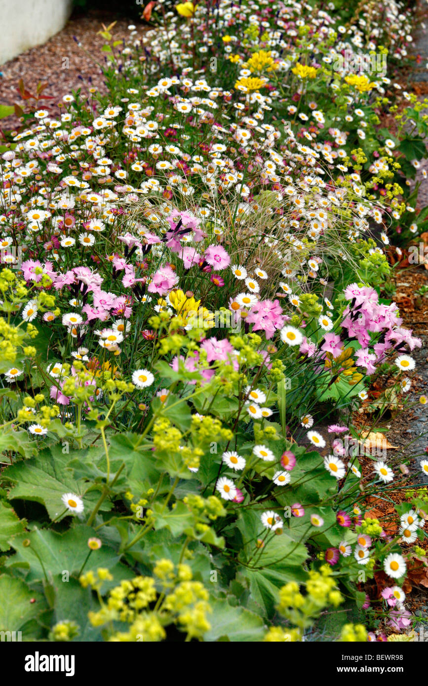 Erigeron Karvinskianus AGM, Allium Moly, Alchemilla Mollis AGM und Dianthus Sorte Stockfoto