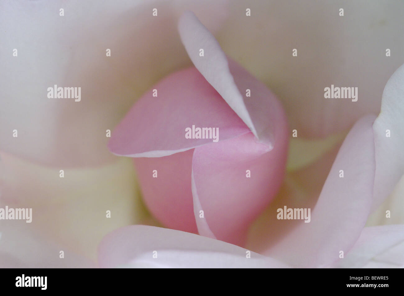 Rose Blume Sorte New Dawn Stockfoto