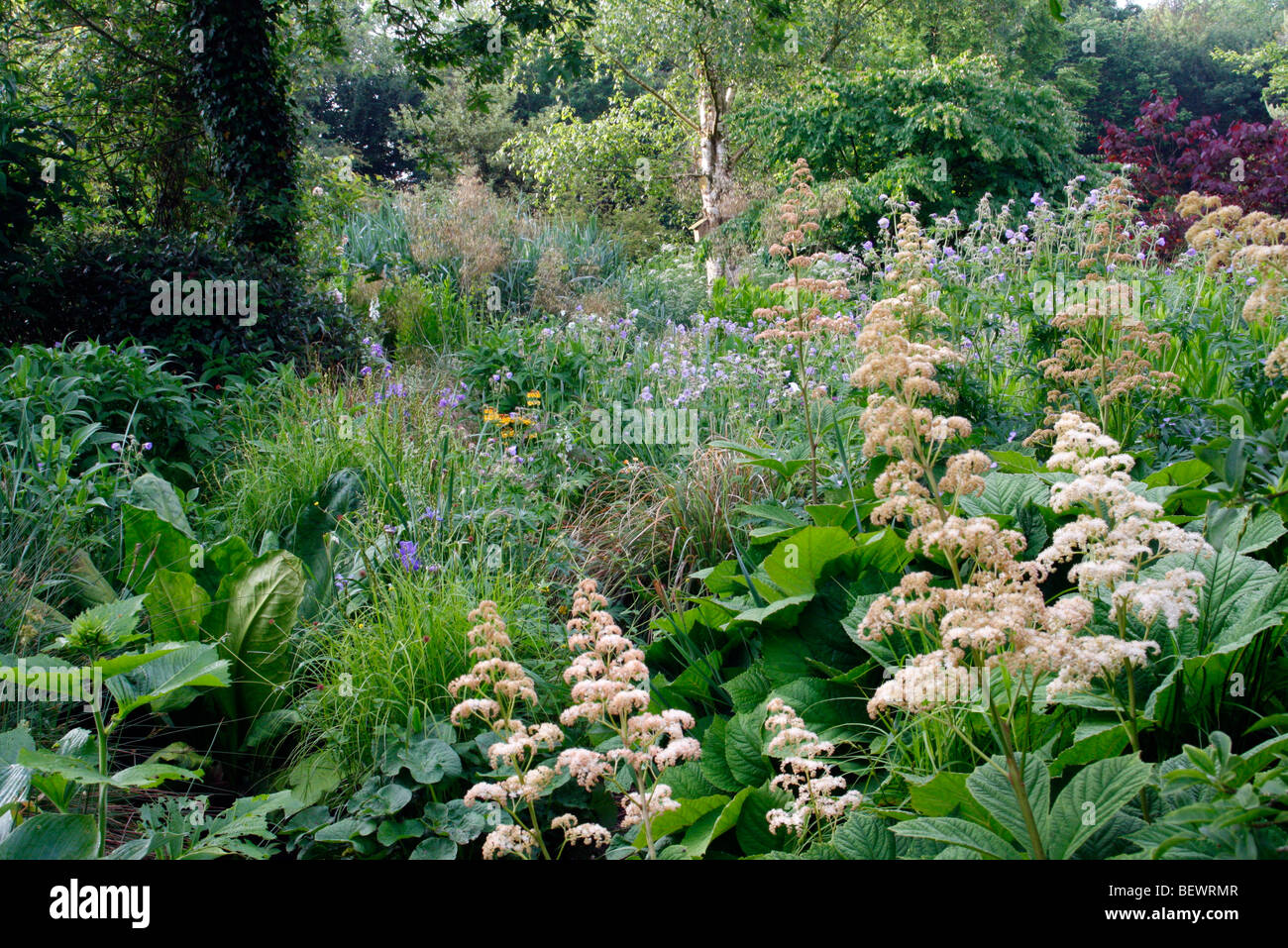 Den nassen Garten, Holbrook mit Rodgesia Aesculifolia und Geranium pratense Stockfoto