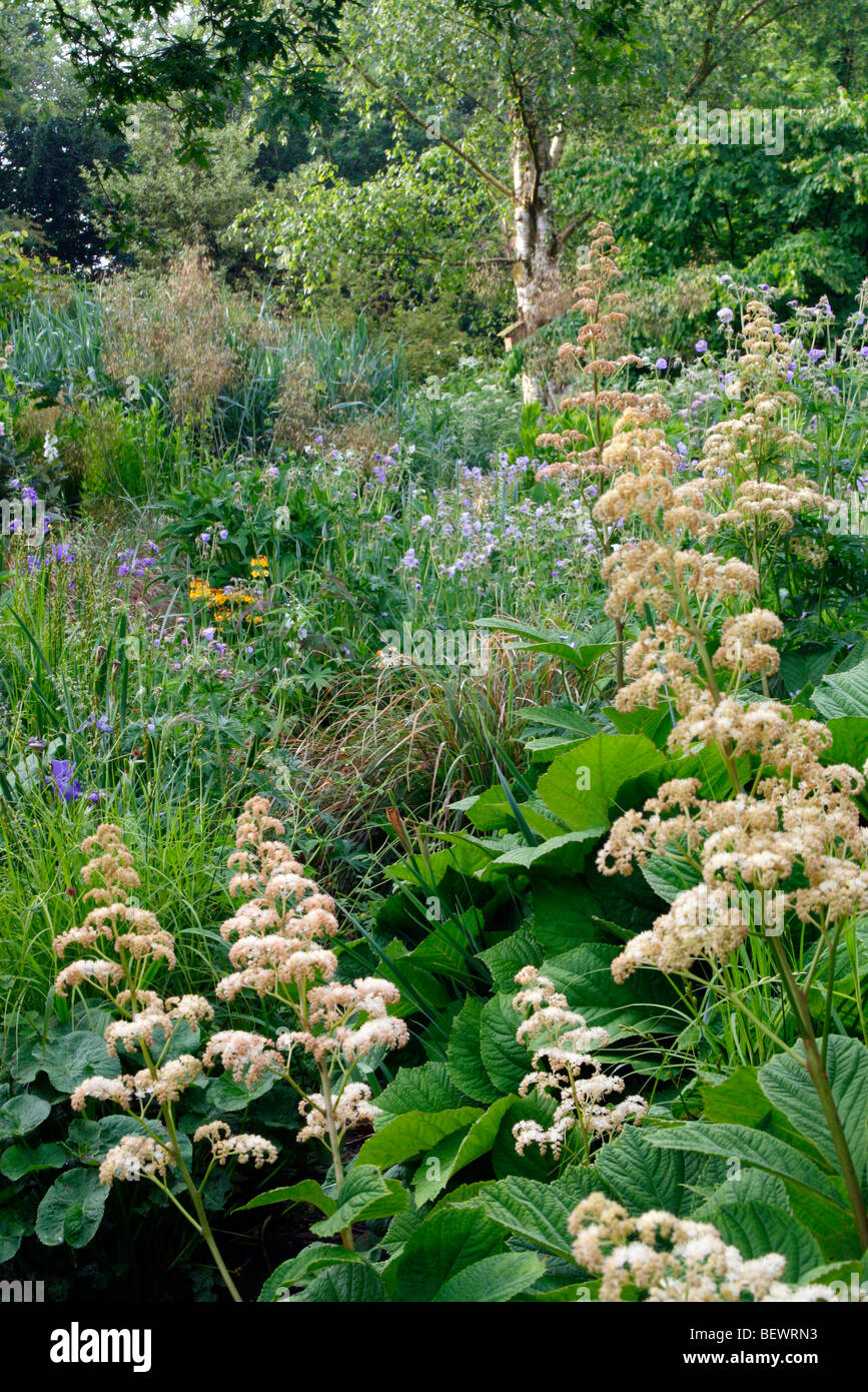 Den nassen Garten, Holbrook mit Rodgesia Aesculifolia und Geranium pratense Stockfoto