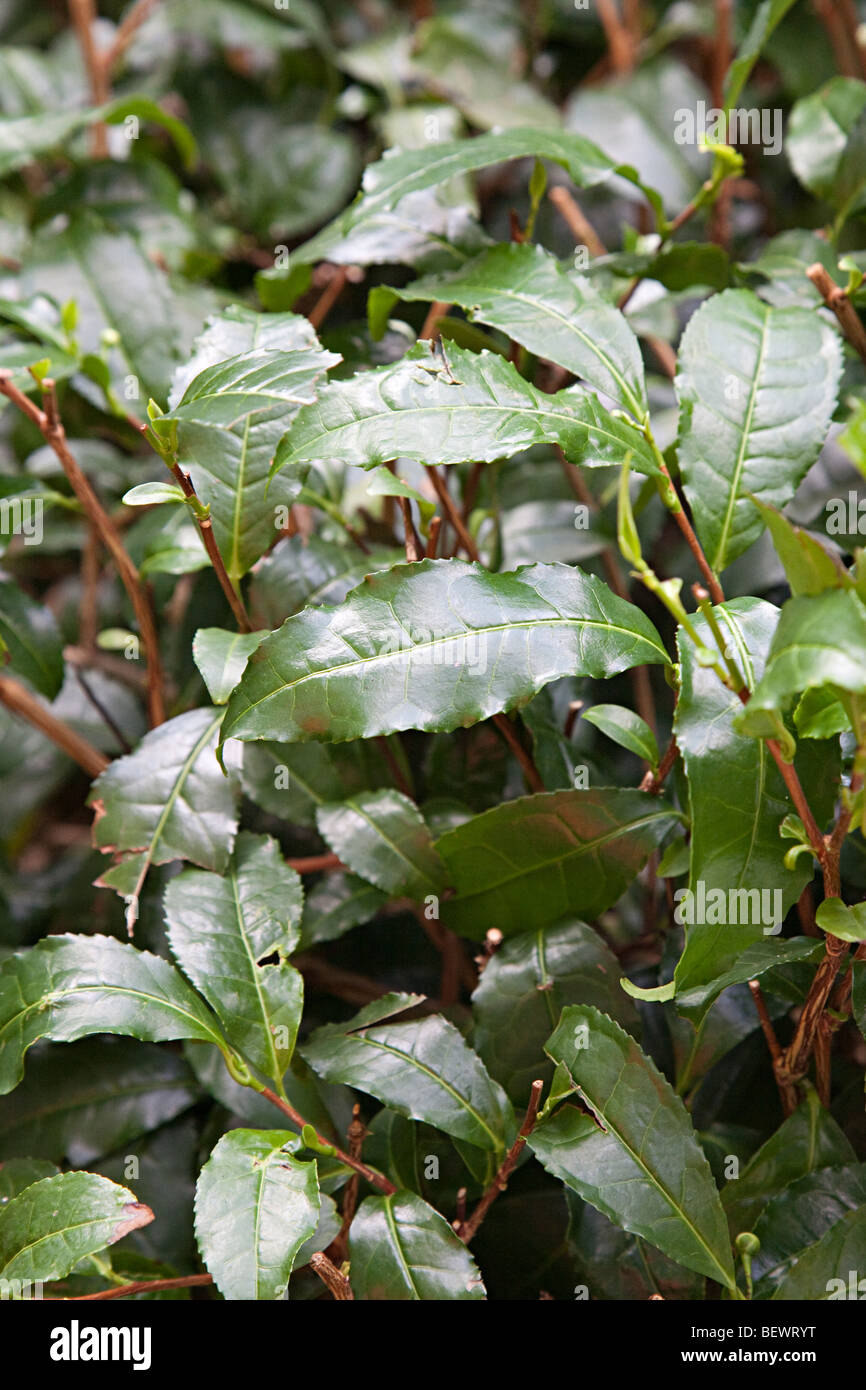 Tee Camellia sinensis Stockfoto