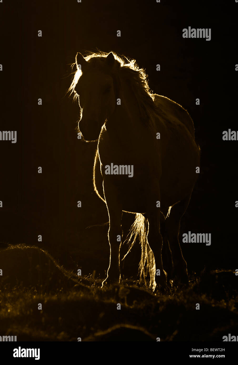 Mountain-Pony Hinterleuchtete von aufgehenden Sonne mit dunklem Hintergrund Stockfoto