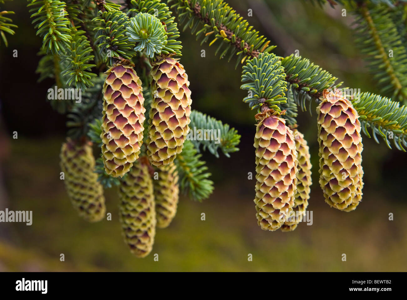 Zapfen der Sitka-Fichte, Picea Sitchensis, Gwaii Haanas National Park Reserve, Queen Charlotte Inseln von British Columbia, Kanada Stockfoto