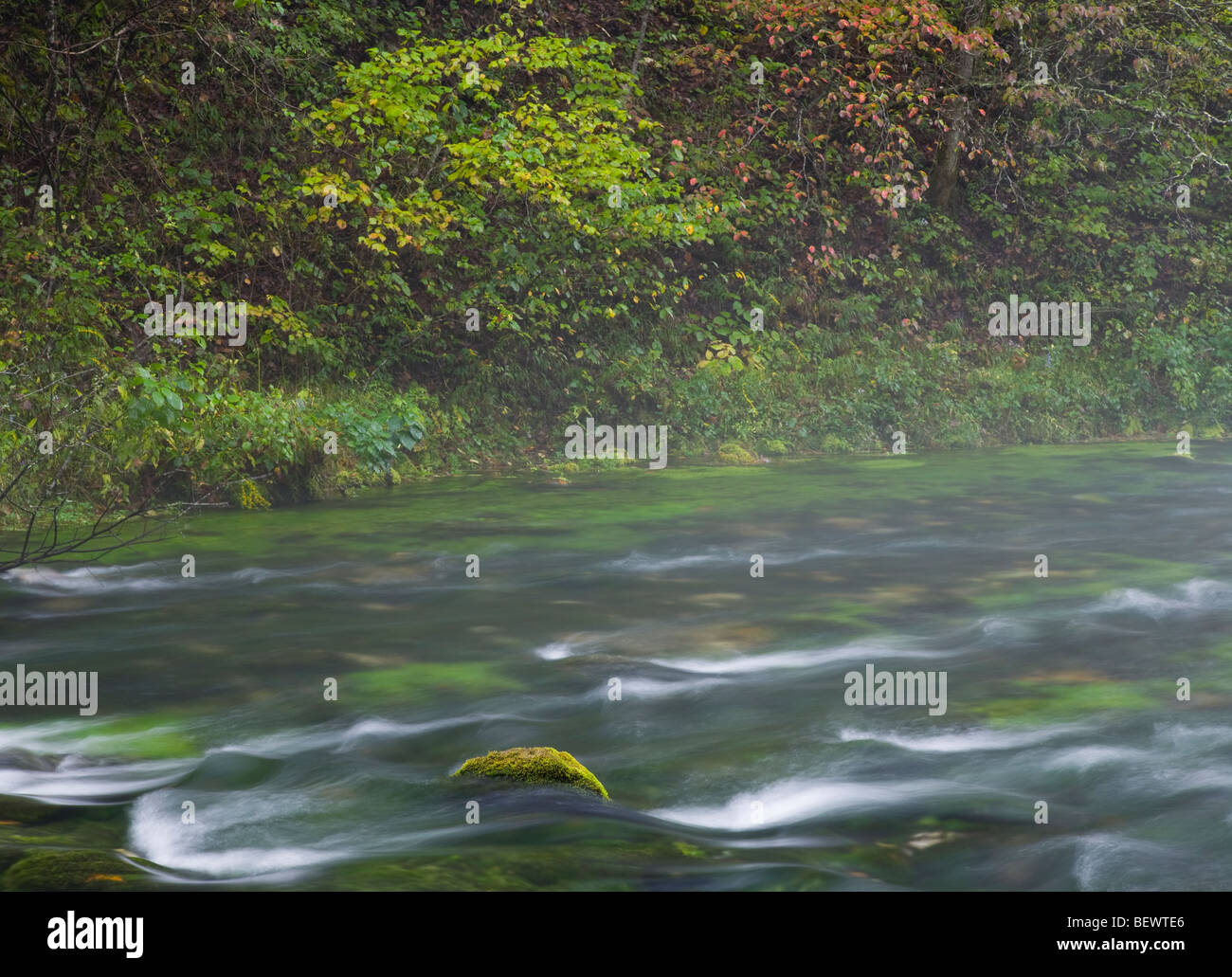 Blaue Feder (am Fluss Strom), Blue Spring Naturgebiet, Ozark National malerischen Parkanlagen, Missouri Stockfoto