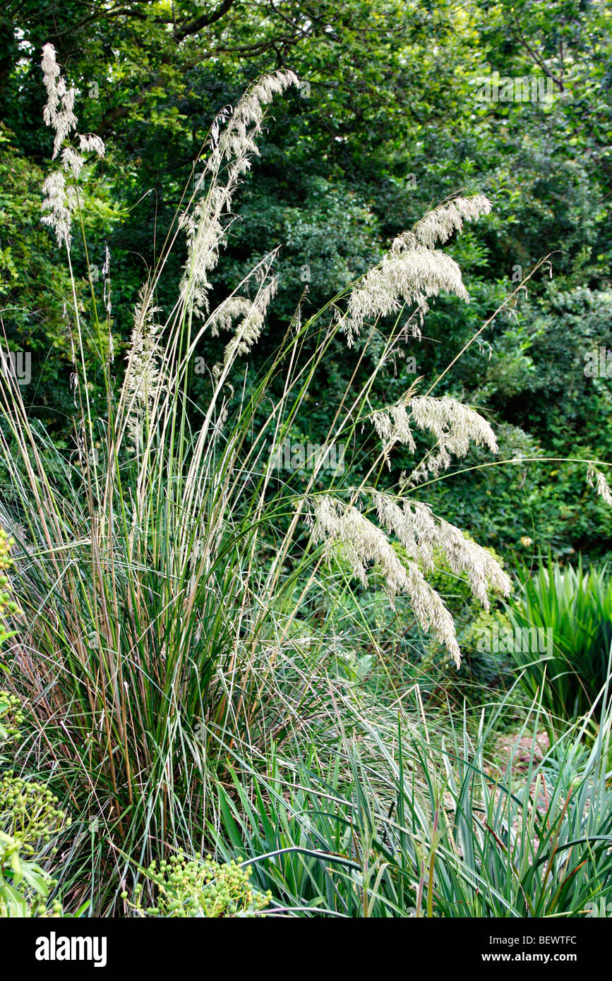 Ampelodesmos mauritanicus -Fotos und -Bildmaterial in hoher Auflösung ...